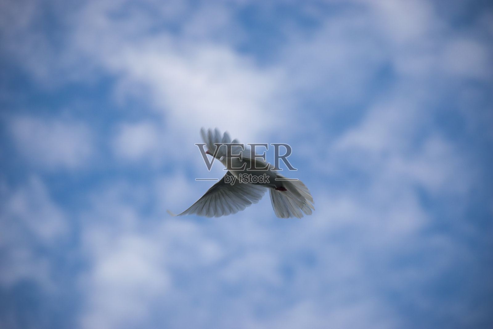 鸽子和平鸽张开翅膀在空中飞翔近距离观看棕色白色与蓝色多云的天空背景和谐照片摄影图片