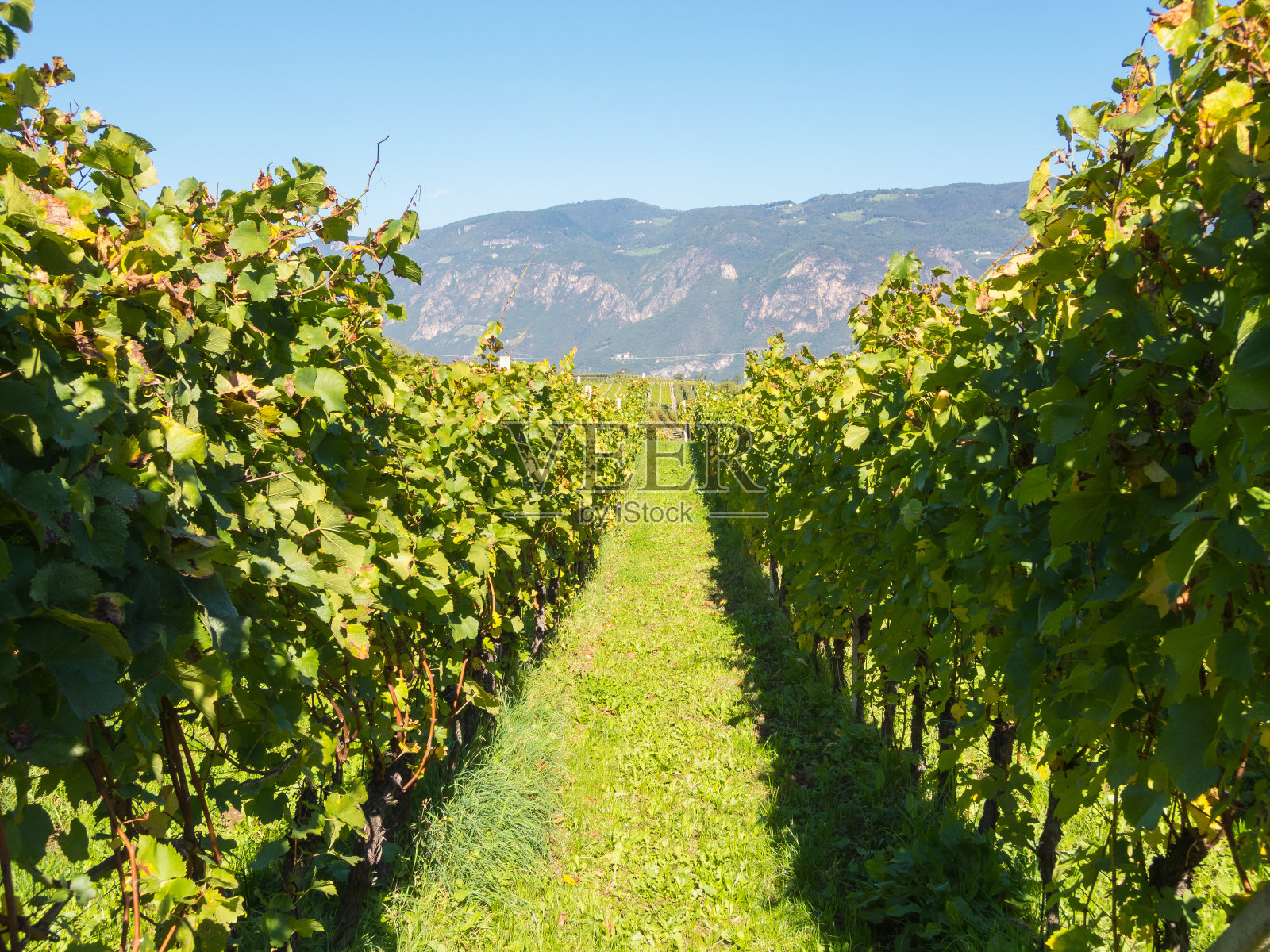意大利特伦蒂诺上阿迪杰葡萄园的景观。葡萄酒的路线照片摄影图片