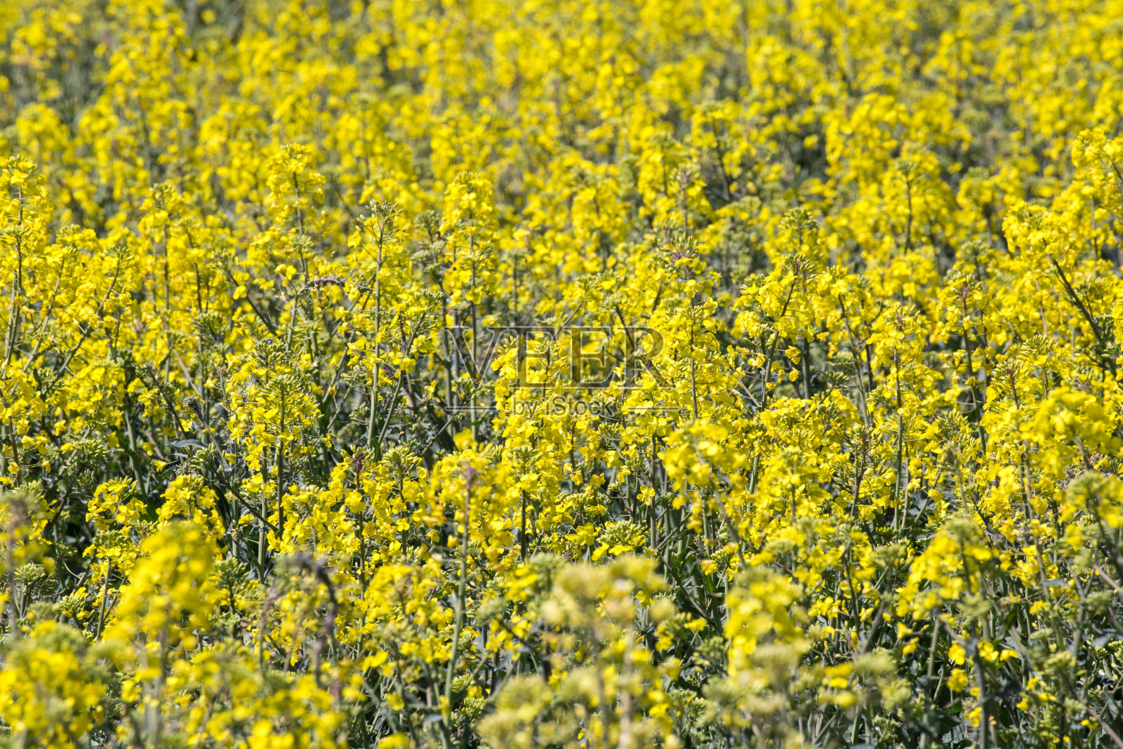 春日的阳光下，一片金黄的油菜花生长在田野上照片摄影图片