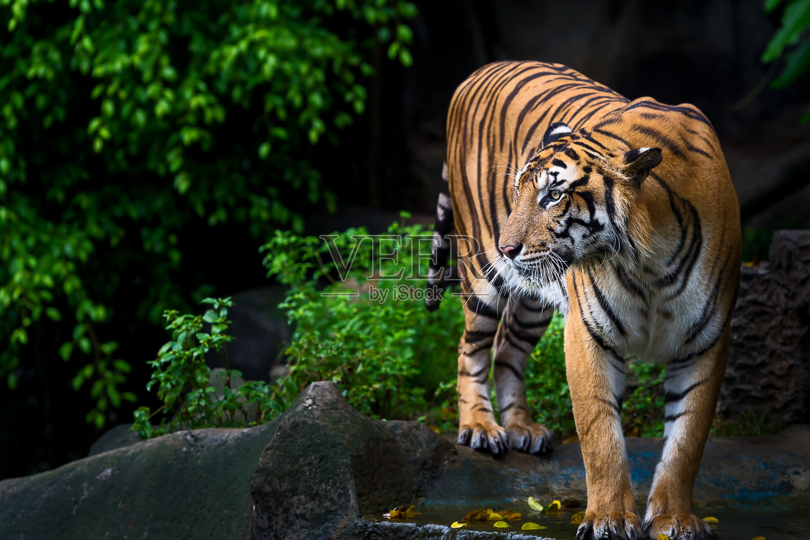 老虎正在饶有兴趣地看东西。照片摄影图片