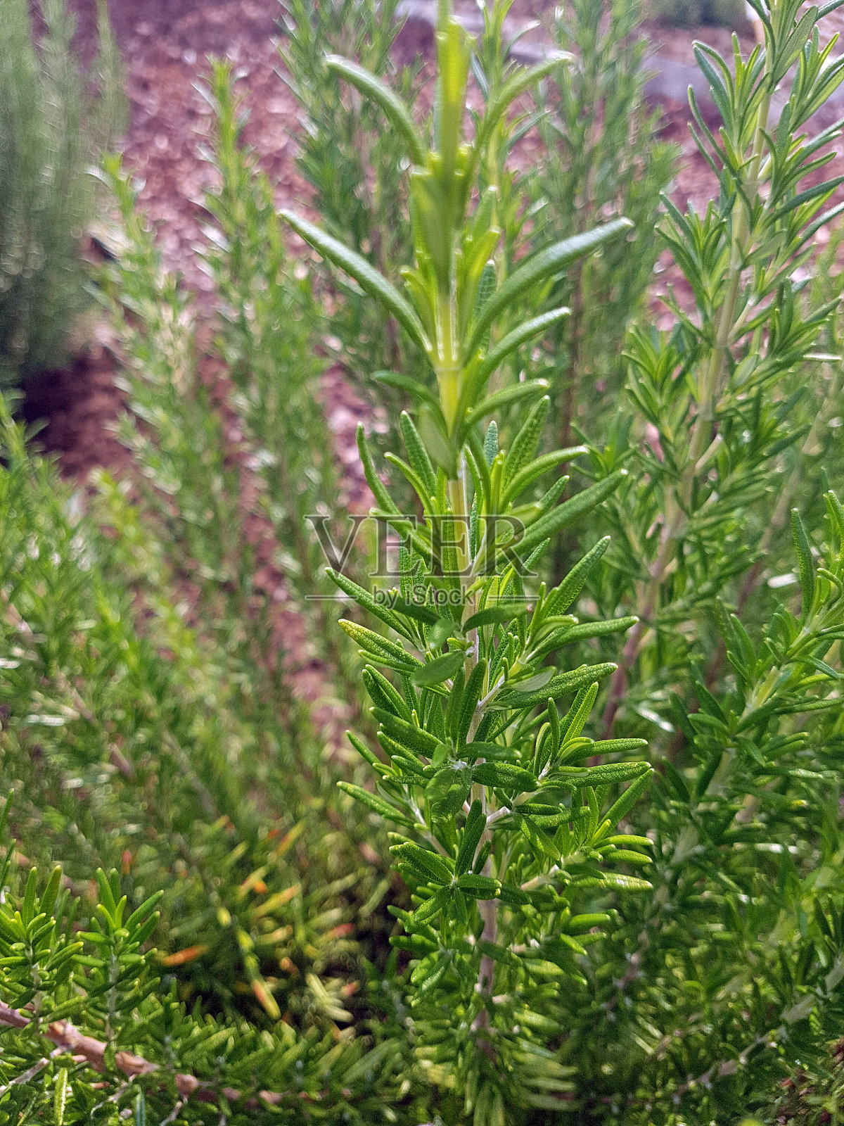 迷迭香;迷迭香属,佩里戈尔照片摄影图片