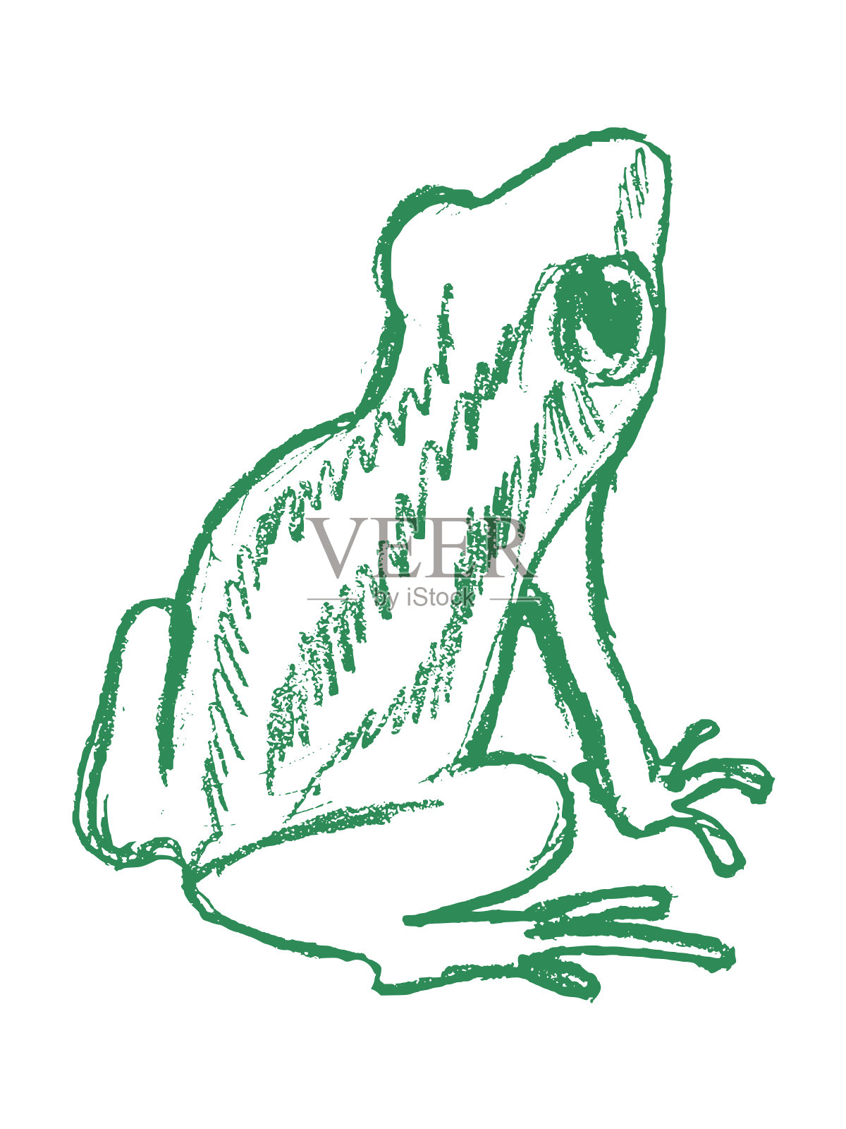 树蛙，热带动物插画图片素材