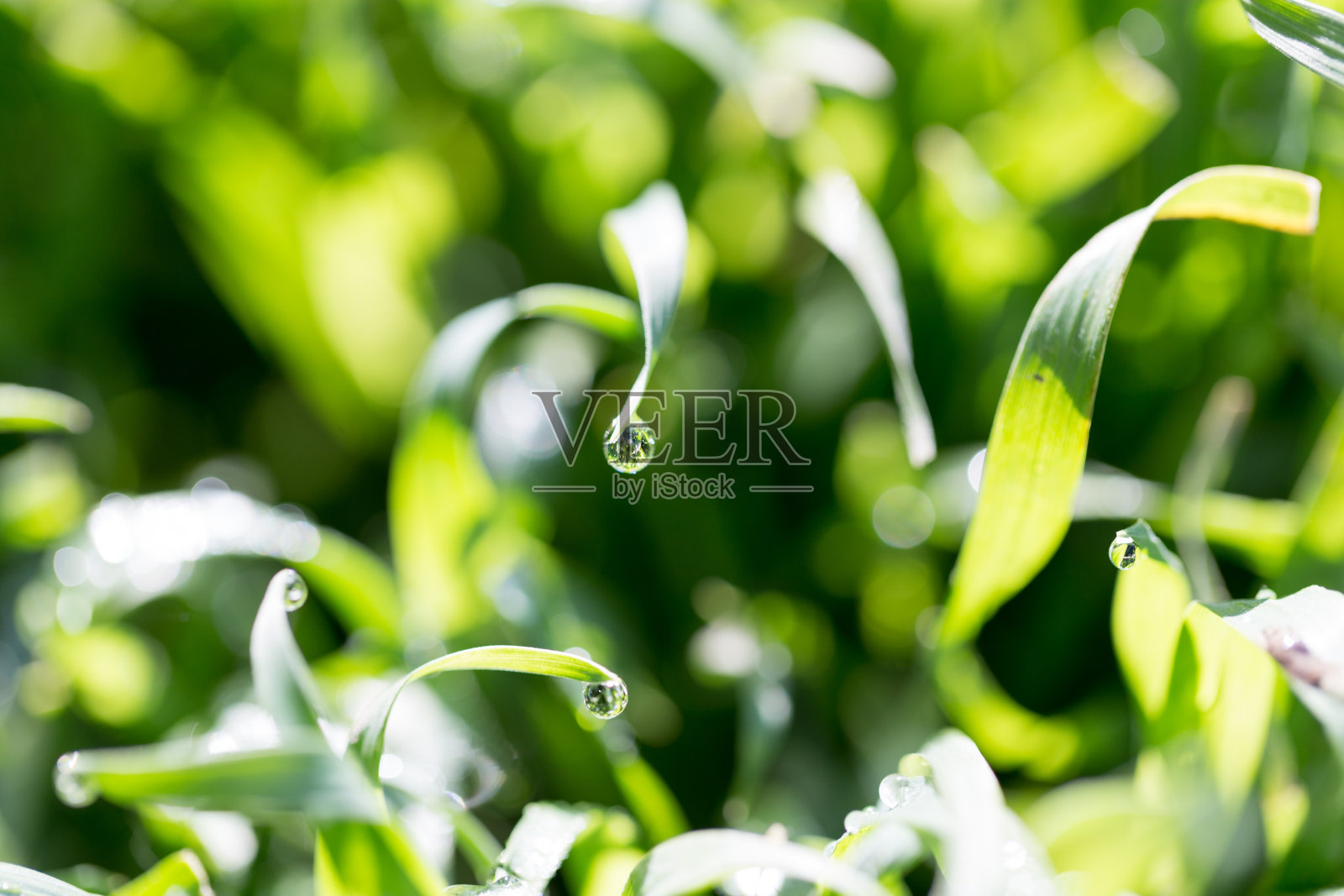 绿草为背景照片摄影图片