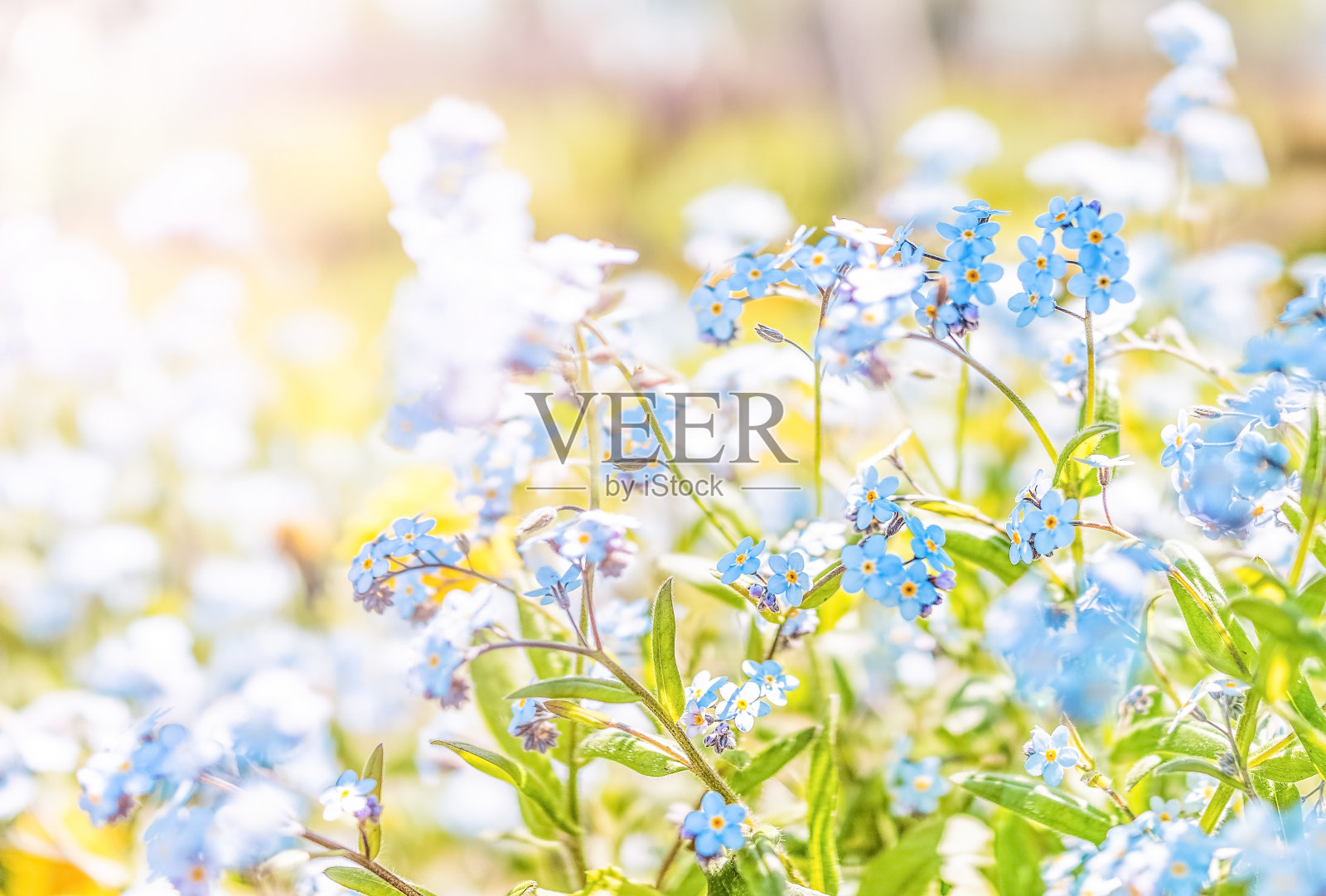 小蓝勿忘我花地面水平宏观近距离观看在夏季花园与柔和的日落金色的阳光照片摄影图片