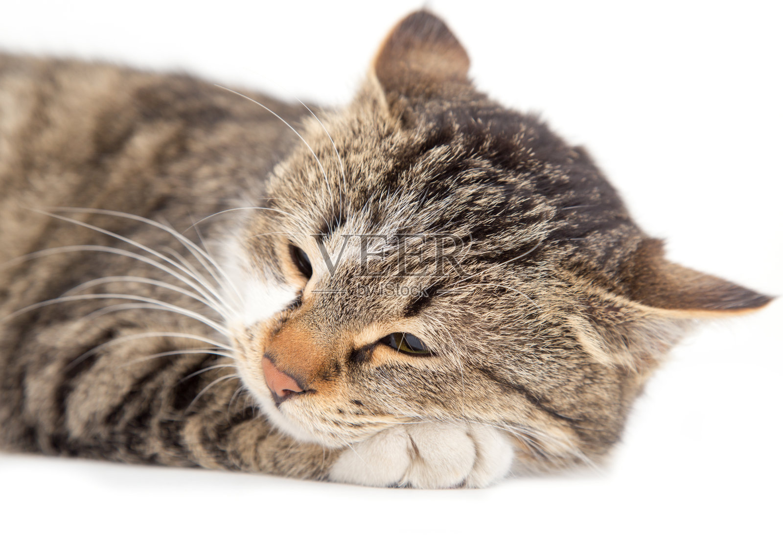 白色背景上的猫照片摄影图片