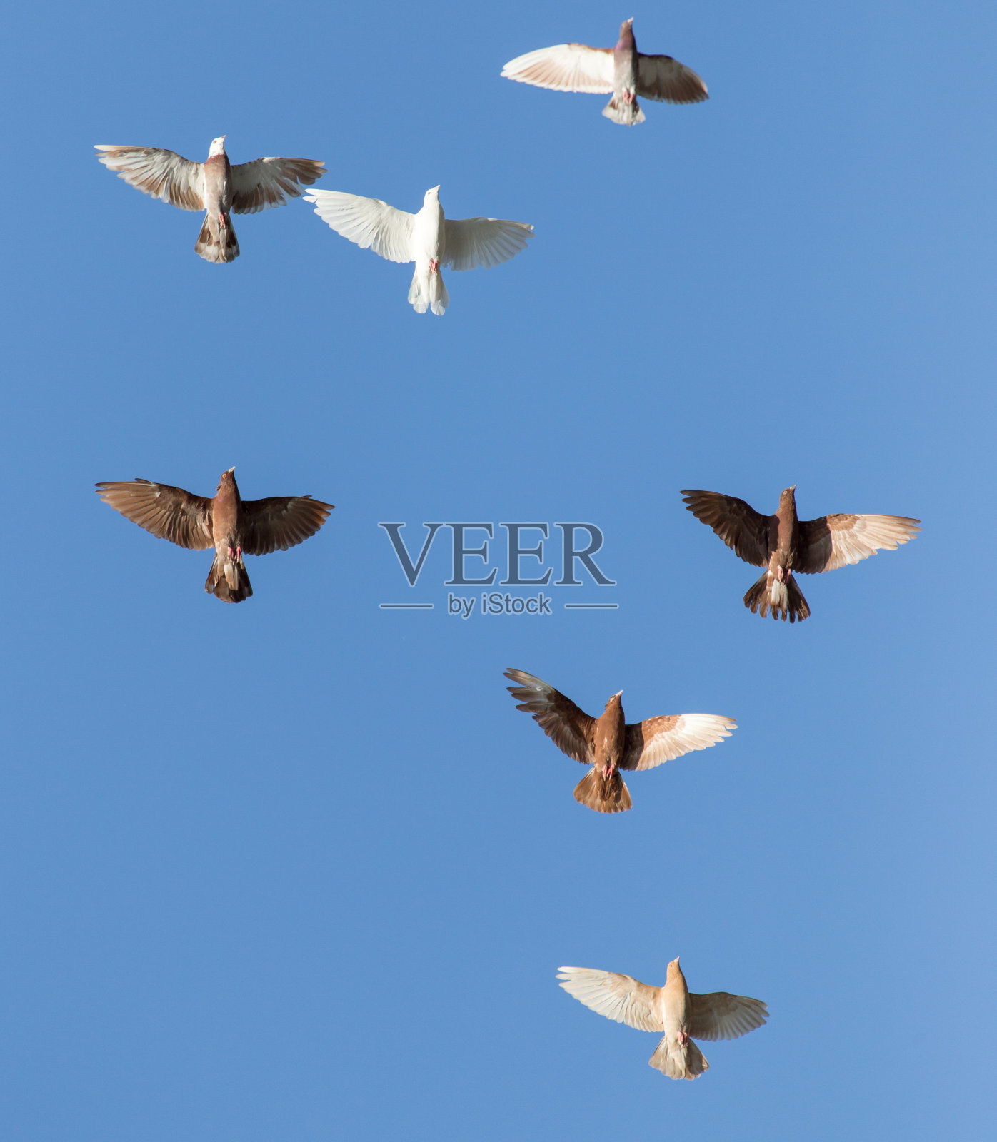 蓝天背景上的鸽子照片摄影图片