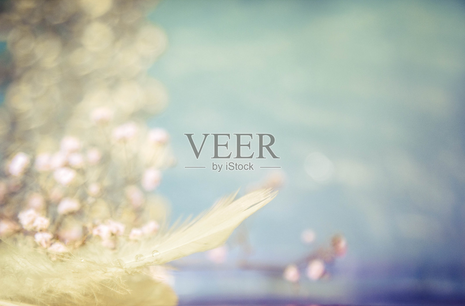 柔和的焦点和模糊的宇宙花在柔和的颜色风格的背景照片摄影图片