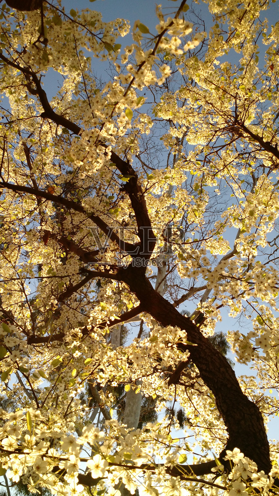 桃花在阳光下绽放照片摄影图片
