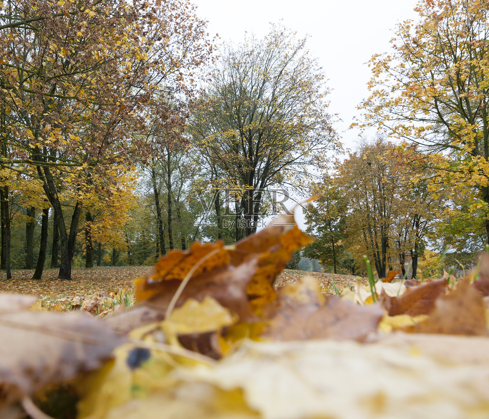 秋天的森林,枫树照片摄影图片