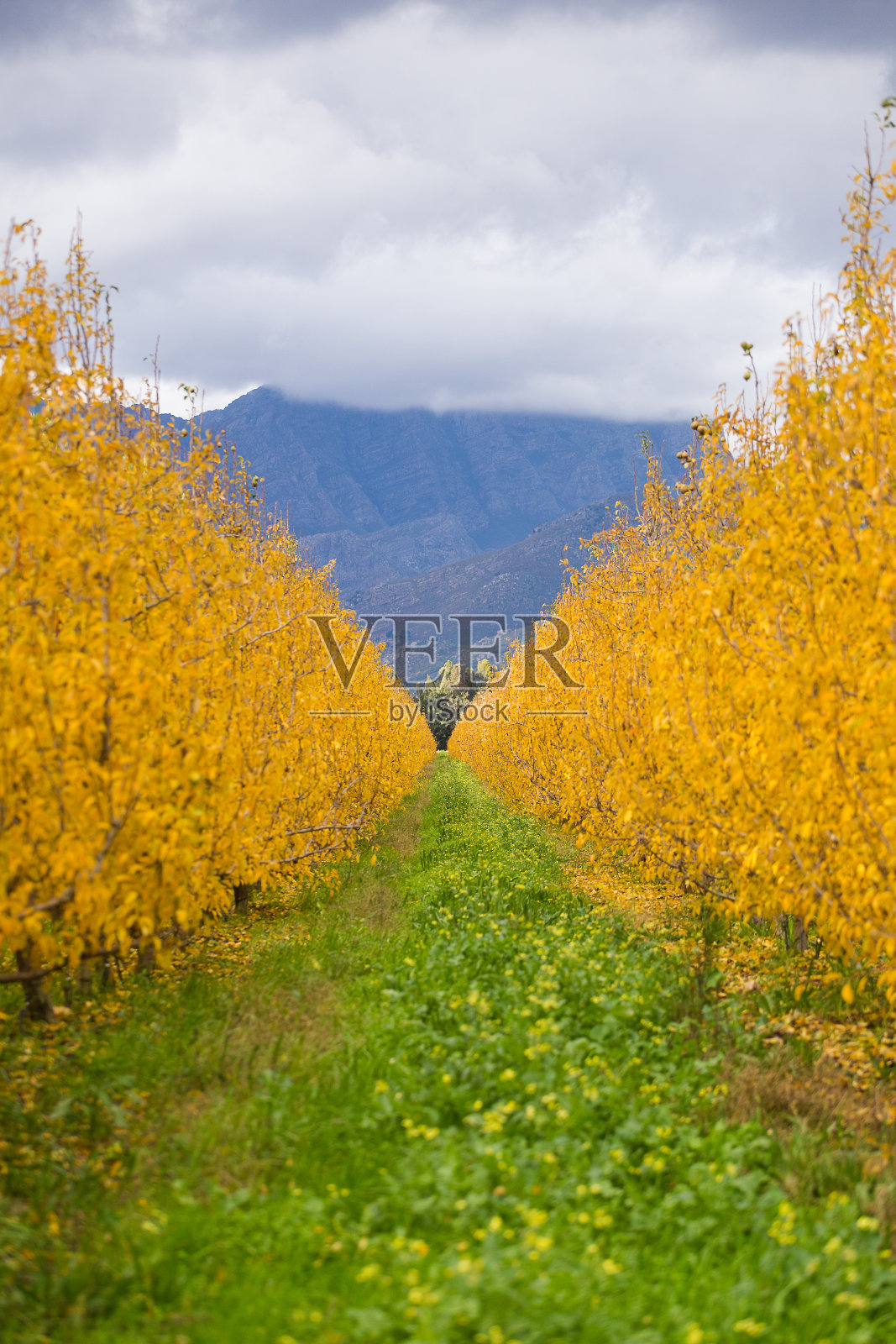 南非西开普省秋天的梨树照片摄影图片
