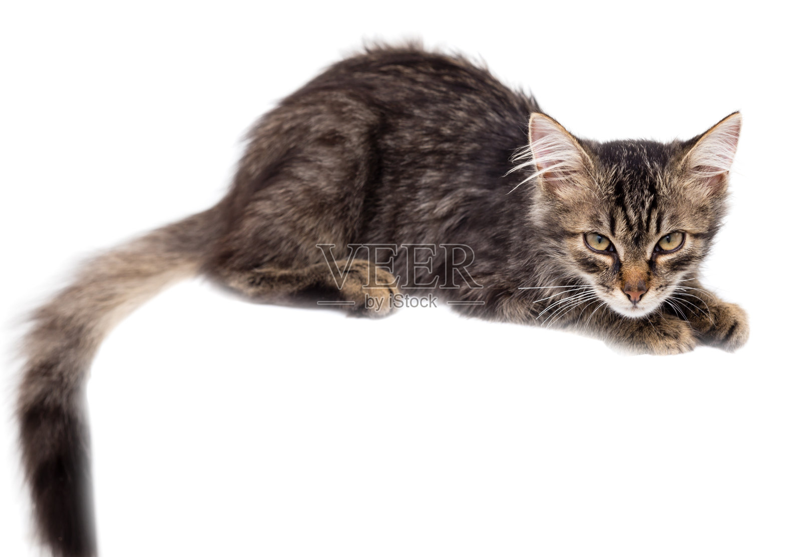 白色背景上的猫的肖像照片摄影图片
