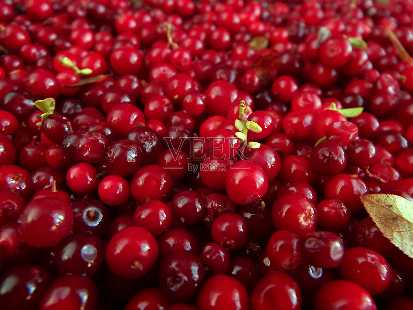 红莓色背景照片摄影图片