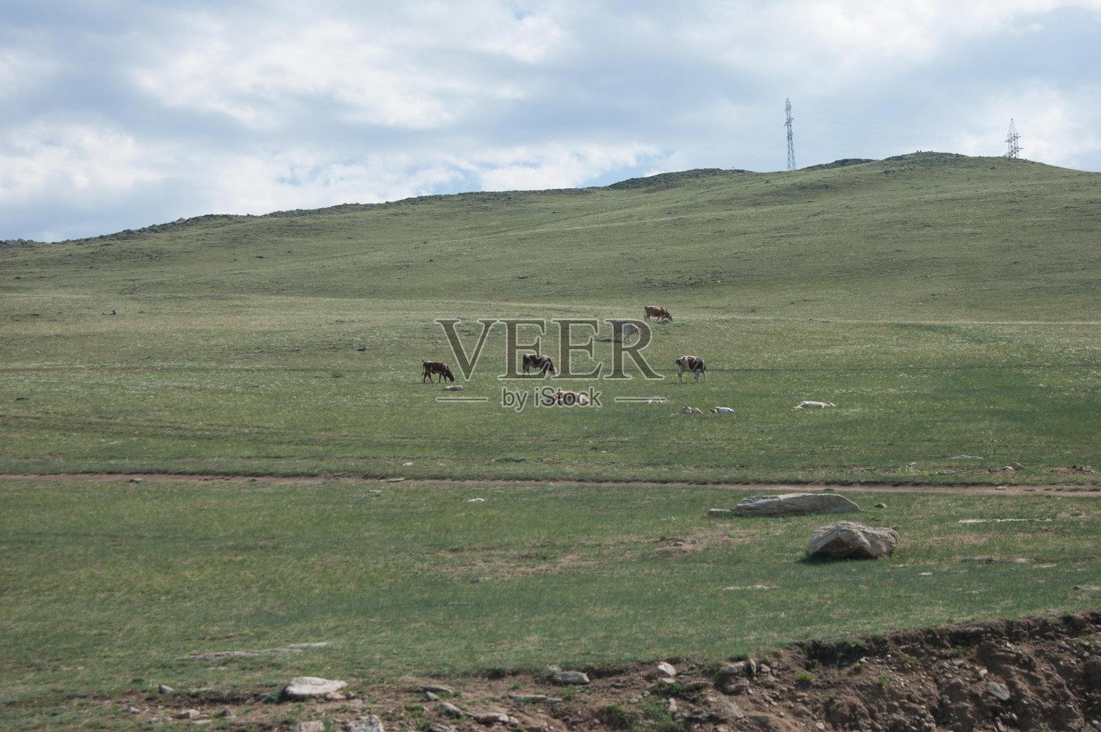 奶牛吃草照片摄影图片
