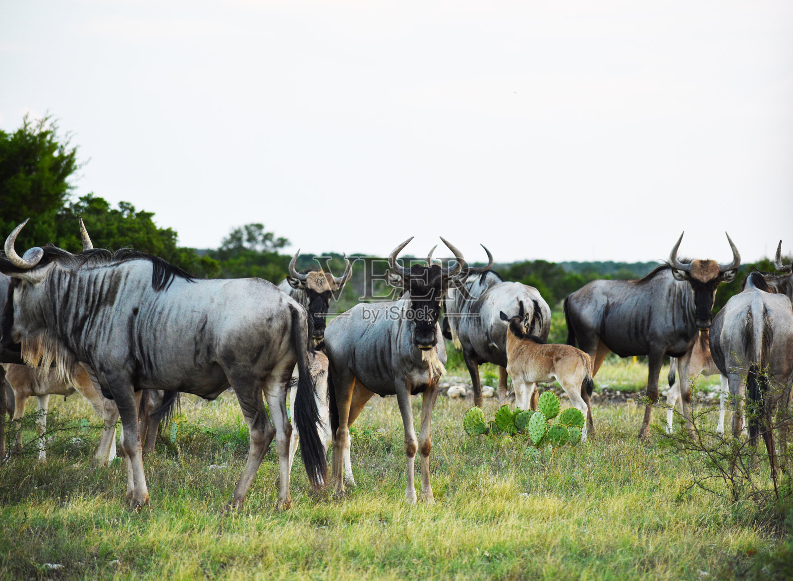 角马群照片摄影图片