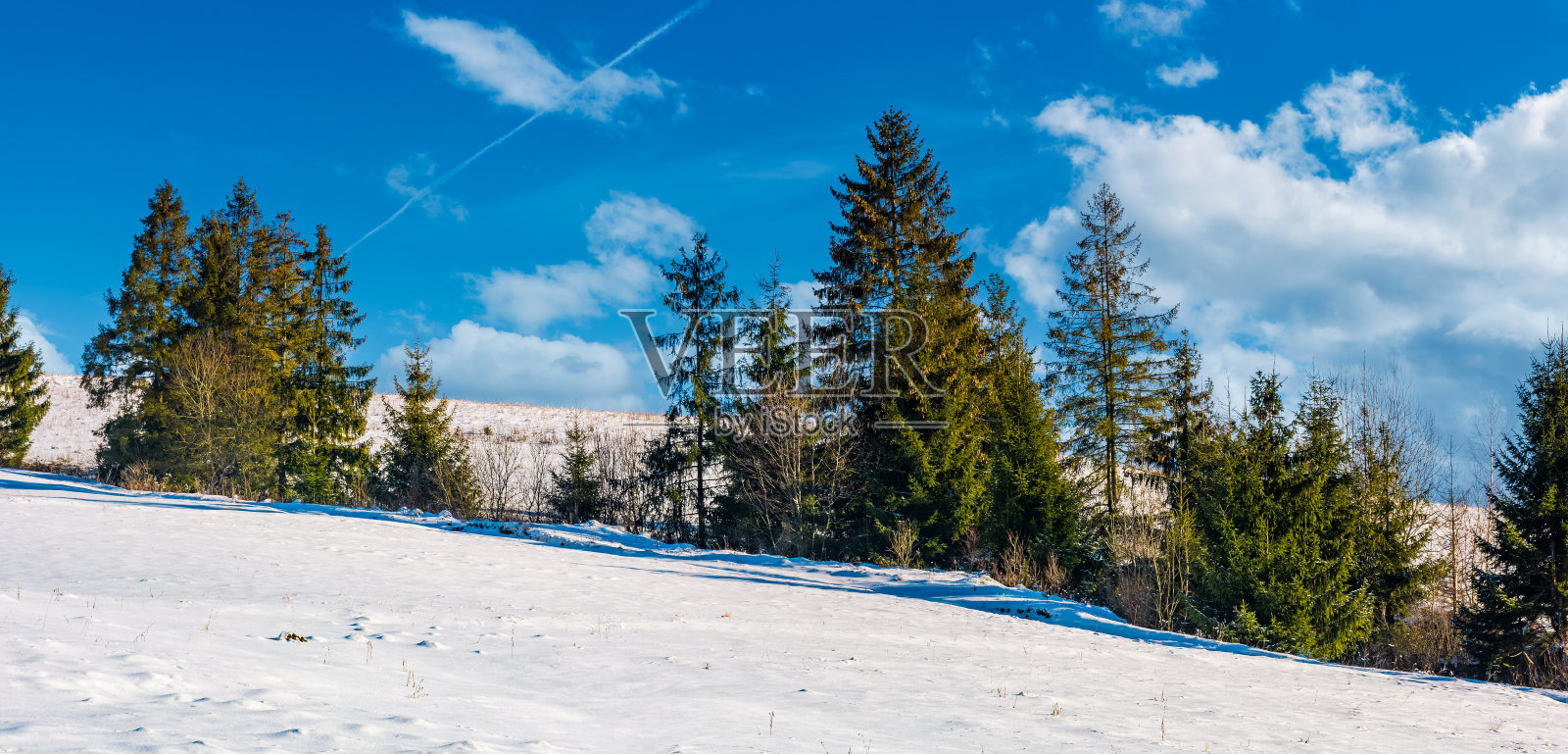 雪山坡上的一排云杉树照片摄影图片