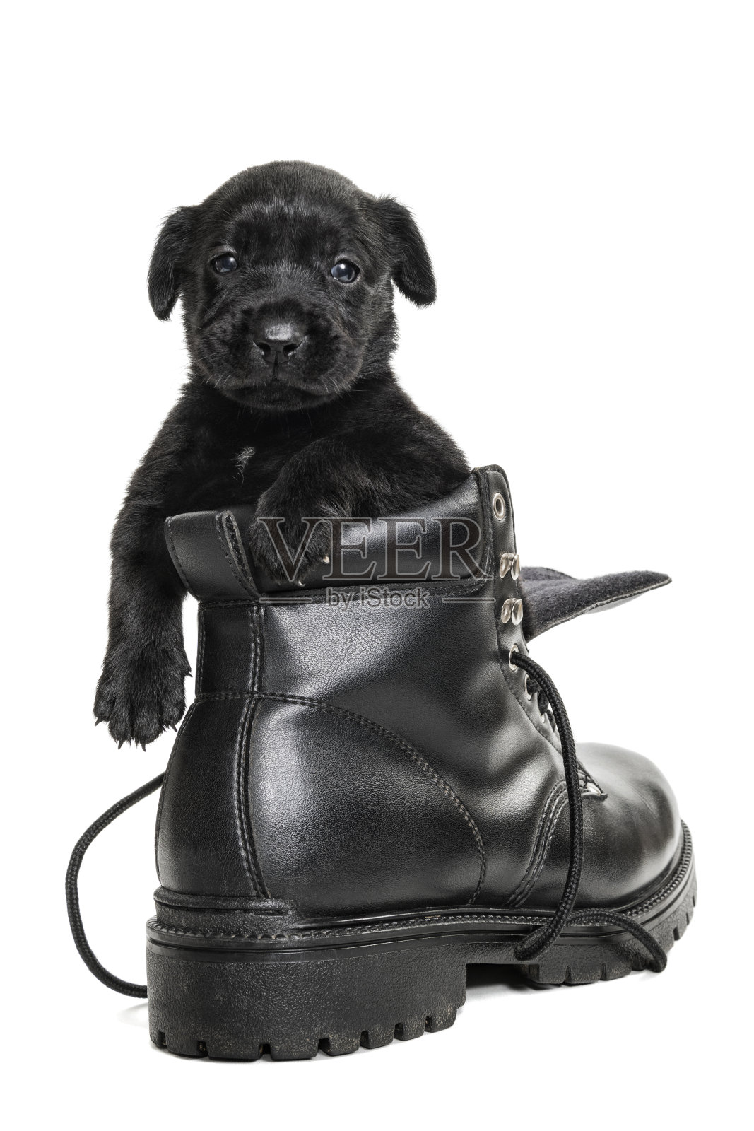 可爱的黑色拉布拉多猎犬幼犬在靴子嚎叫- 4周大照片摄影图片