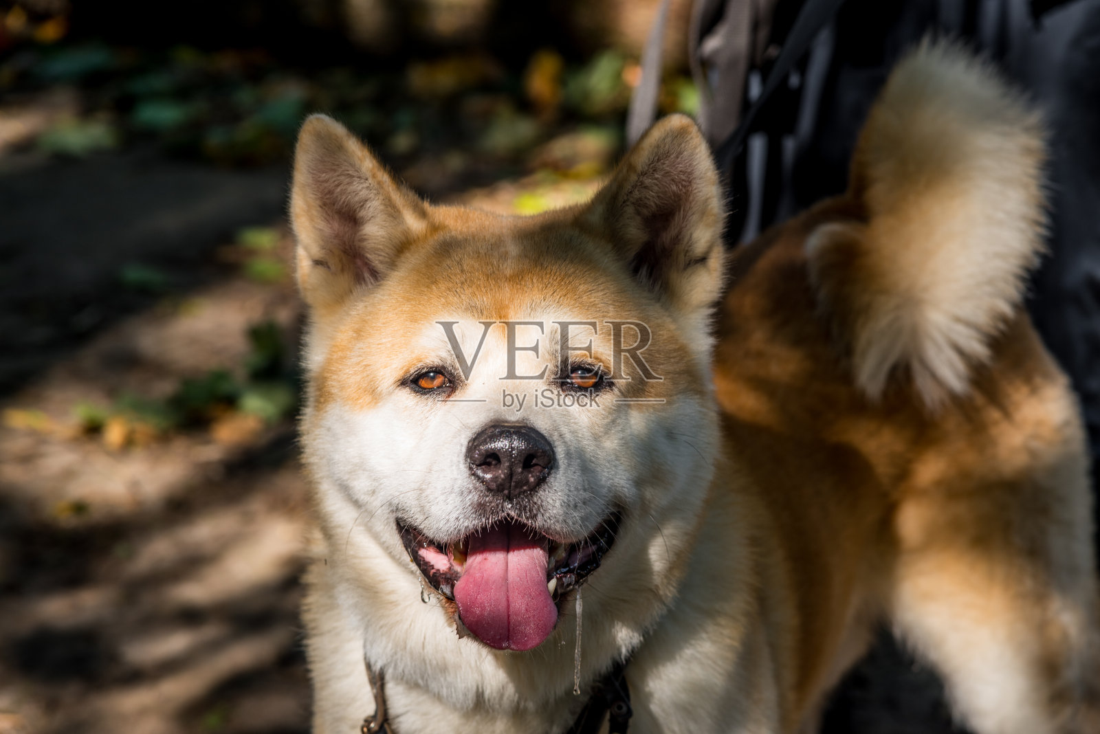 站在红色的秋田犬。全脸的肖像照片摄影图片