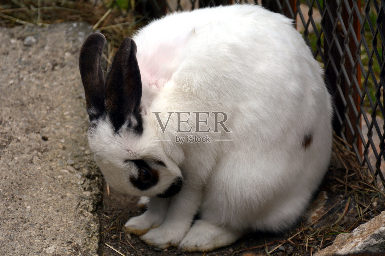 孤立的兔子图片照片摄影图片