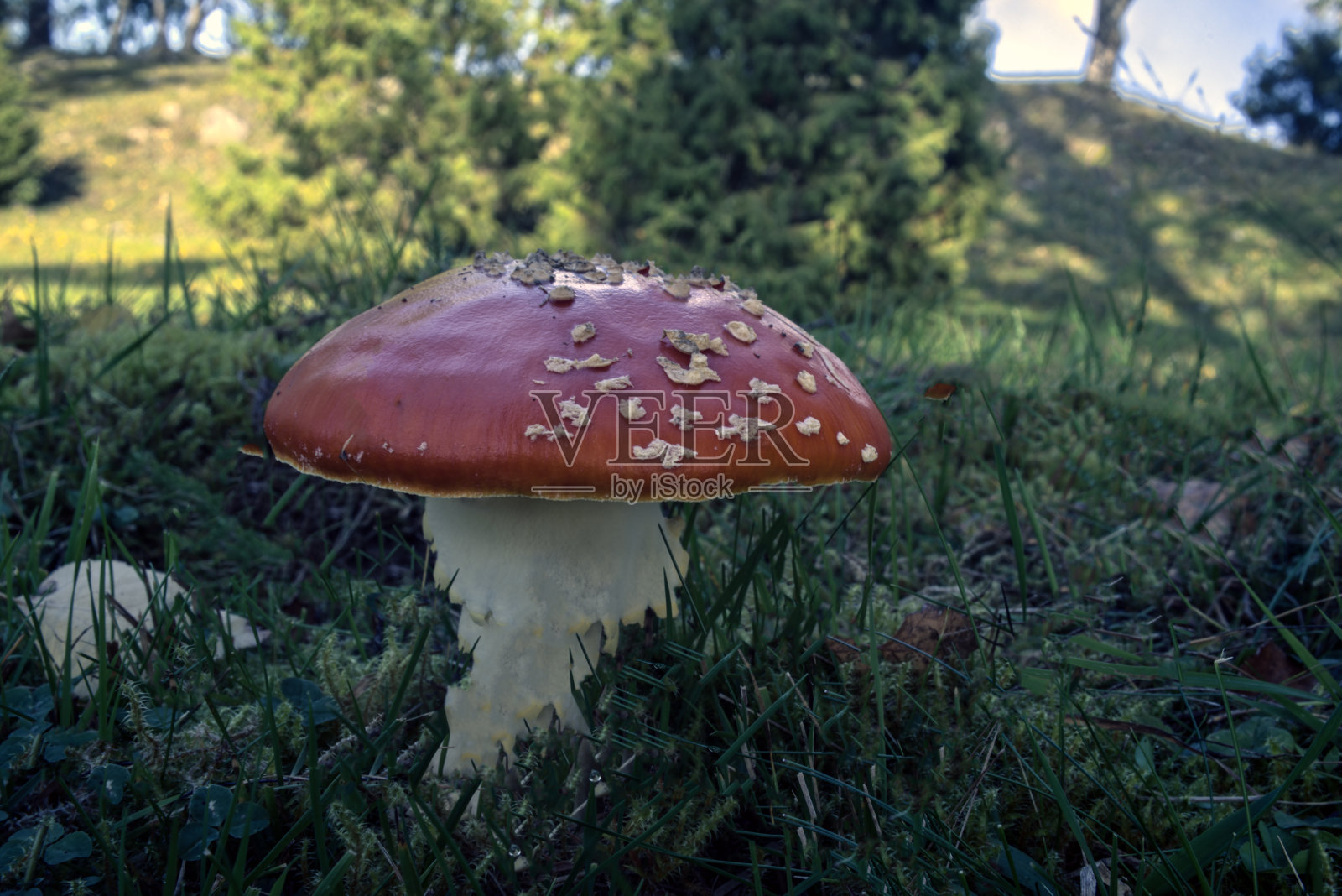 飞木耳红色和白色的圆点照片摄影图片