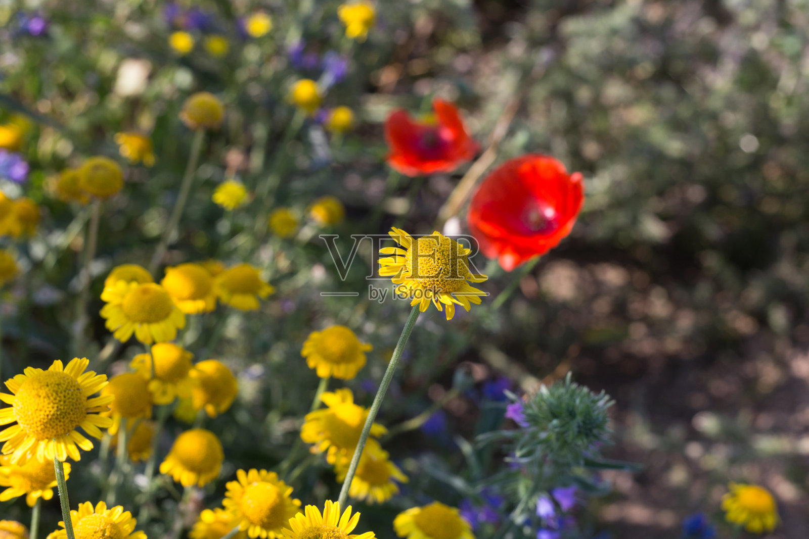 德国乡村夏季花园花卉特写2照片摄影图片