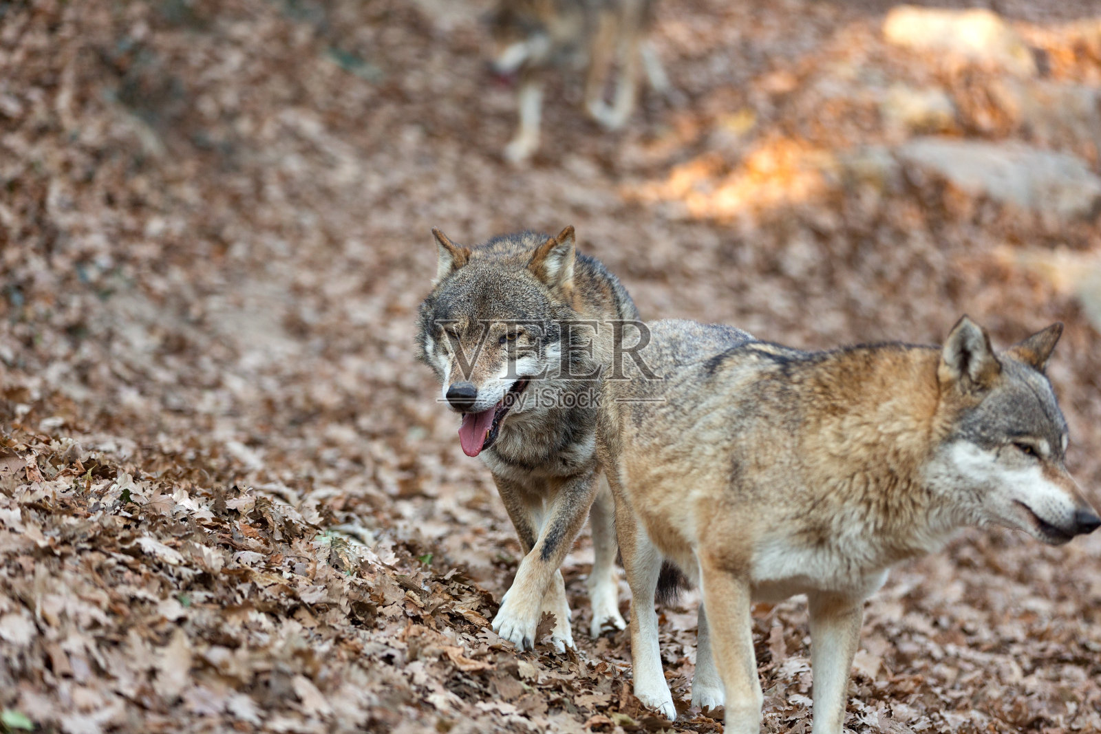 灰狼照片摄影图片
