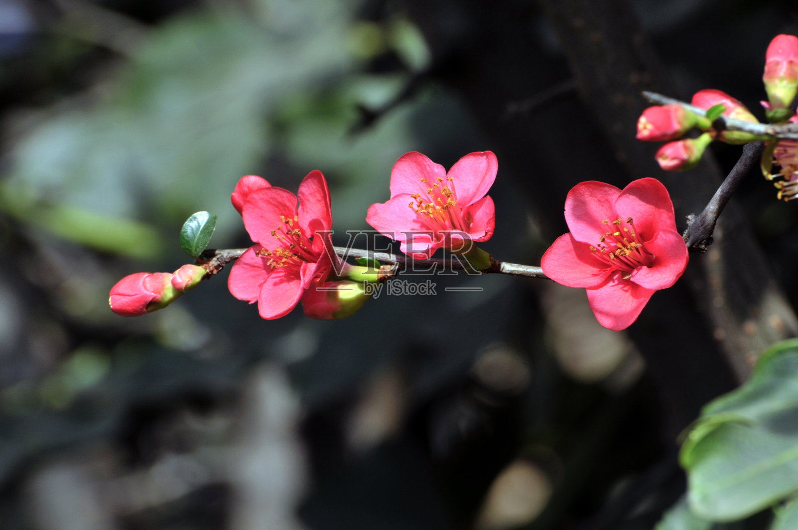 海棠照片摄影图片