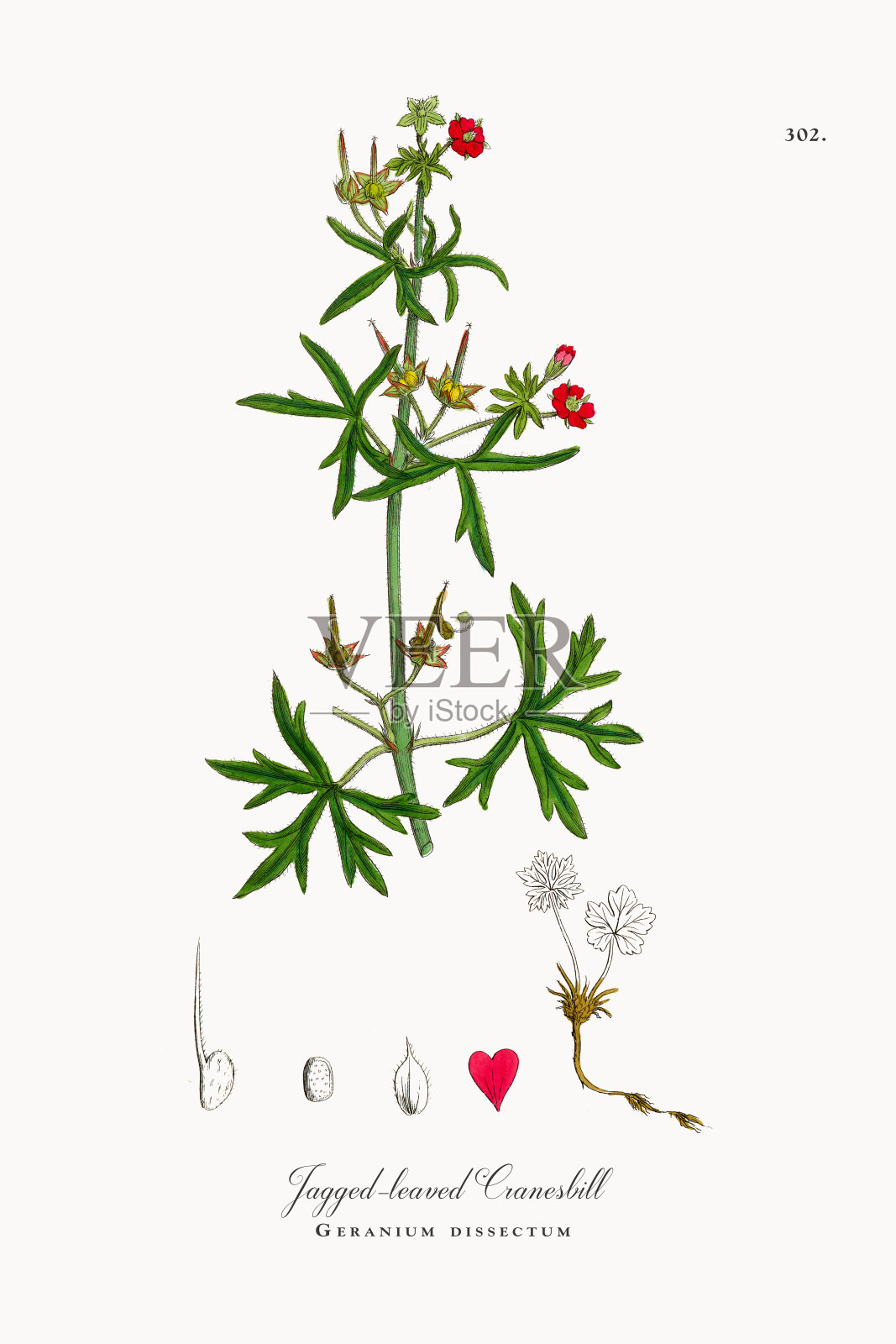 锯齿叶鹤嘴菊，天竺葵解剖，维多利亚植物学插图，1863年设计元素图片