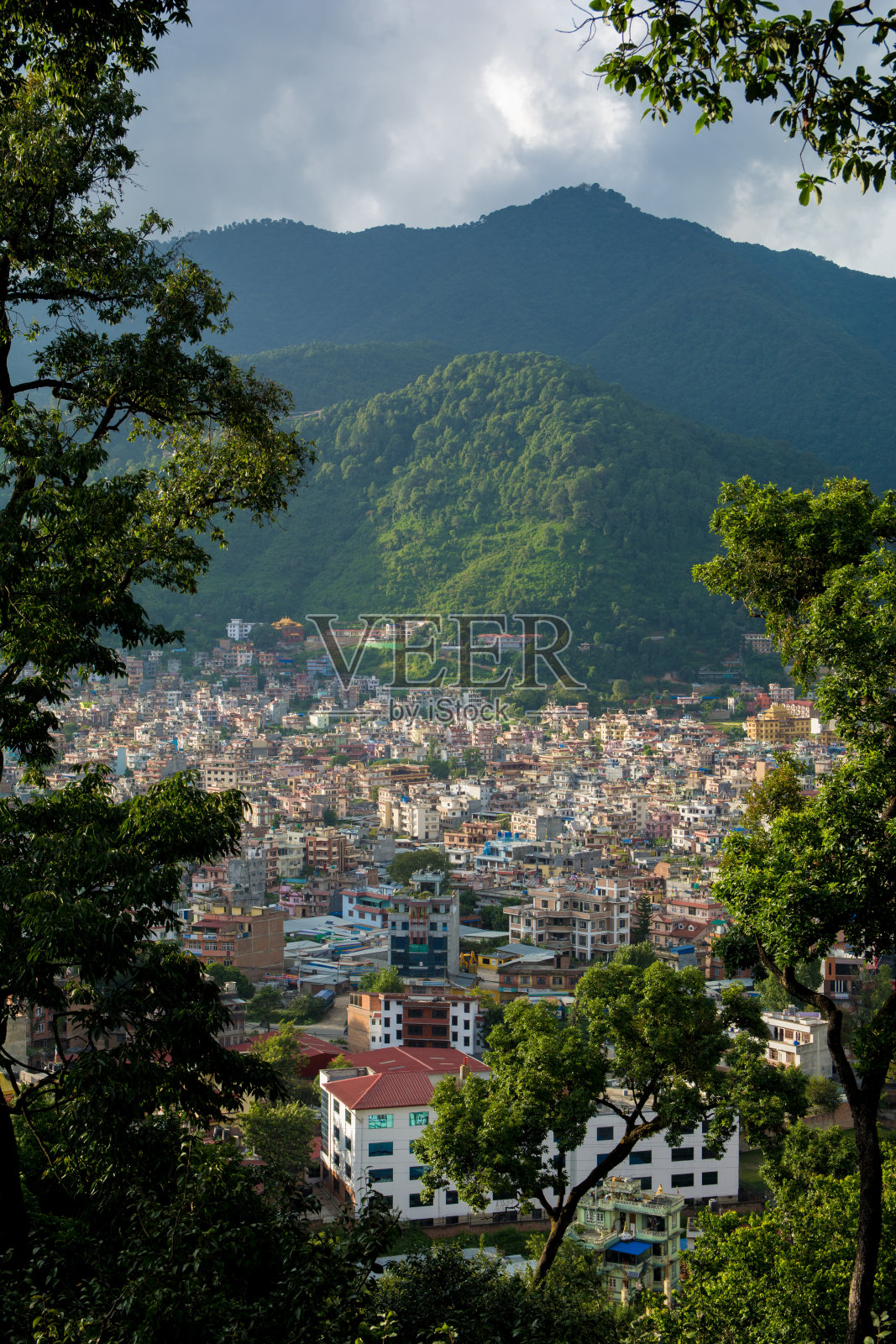 树的城市照片摄影图片