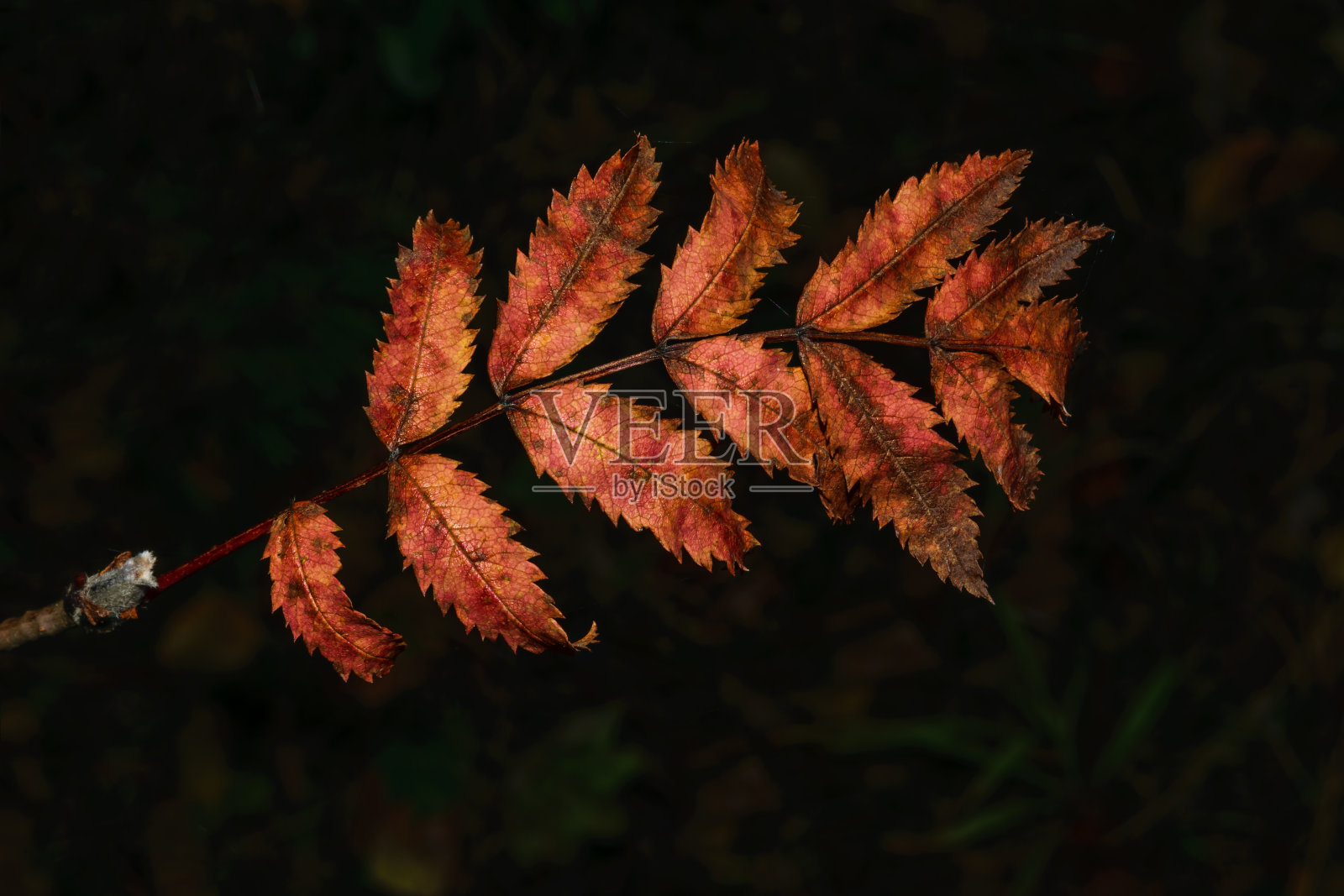 在一个模糊的深色背景上的秋天花的概念照片摄影图片