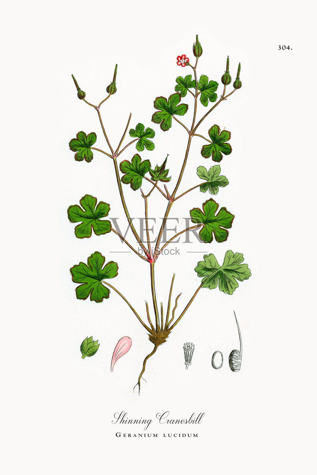 发光鹤，天竺葵，维多利亚植物学插图，1863年插画图片素材