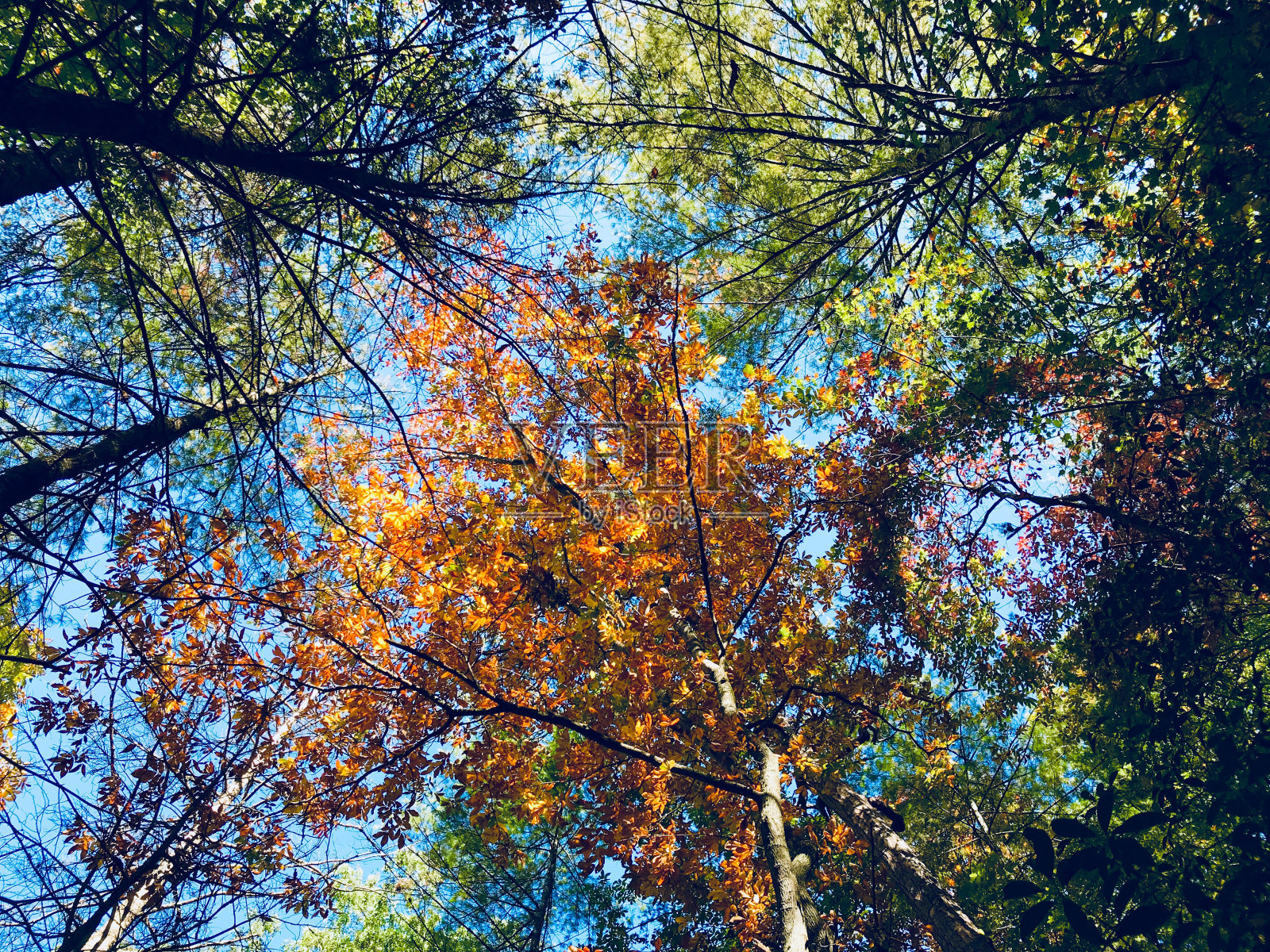 在大烟山国家公园的艾布拉姆斯溪改变颜色照片摄影图片