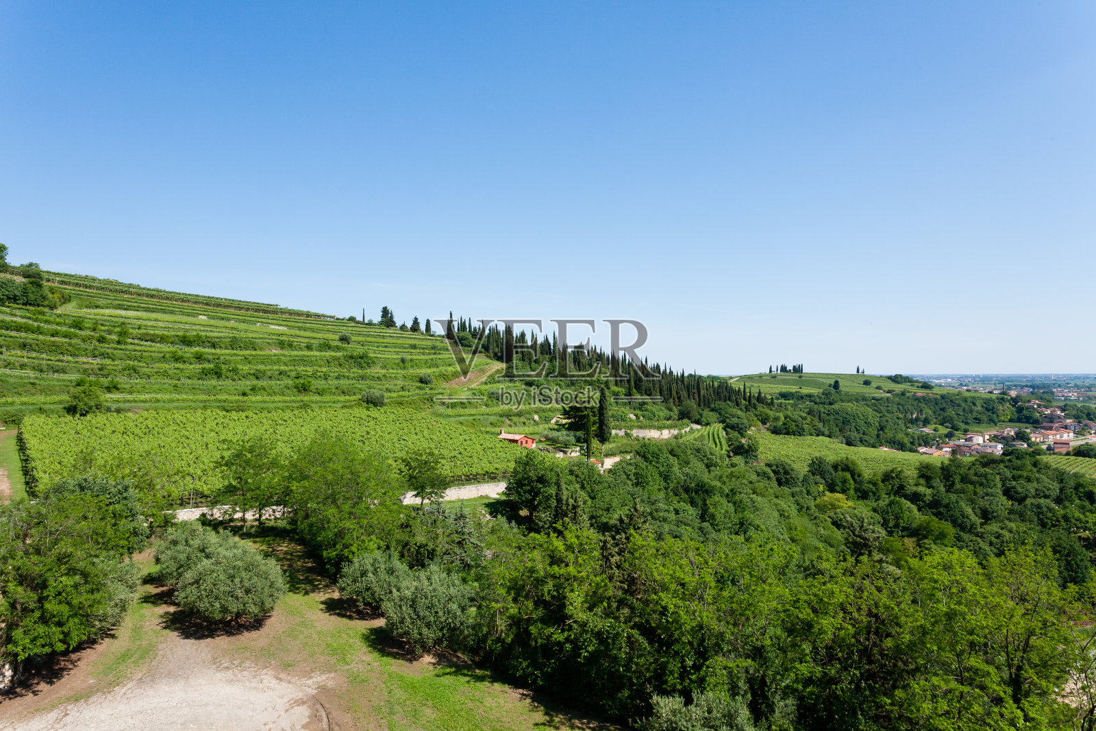 从柔和的葡萄园。意大利葡萄酒。照片摄影图片