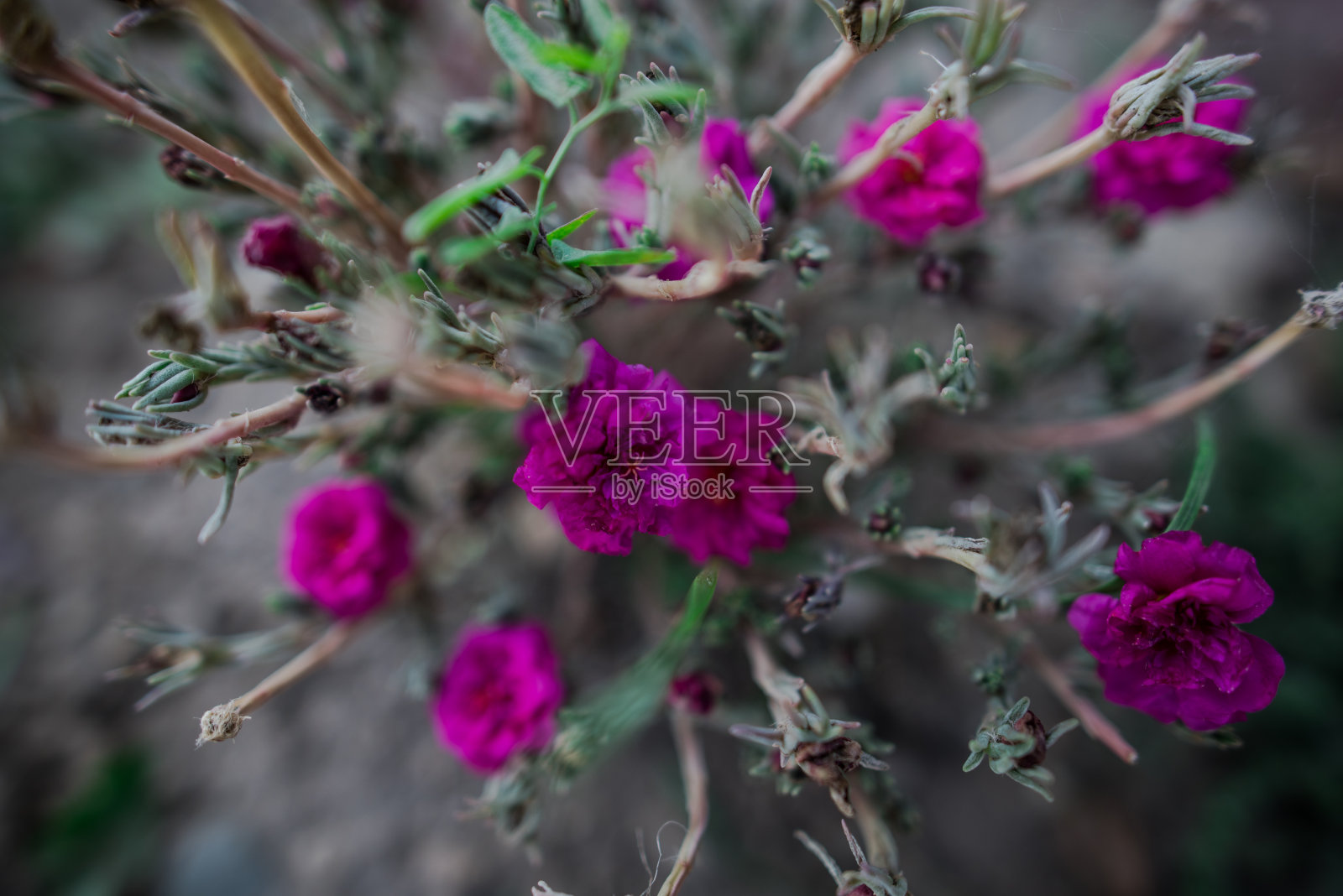 花园的花照片摄影图片