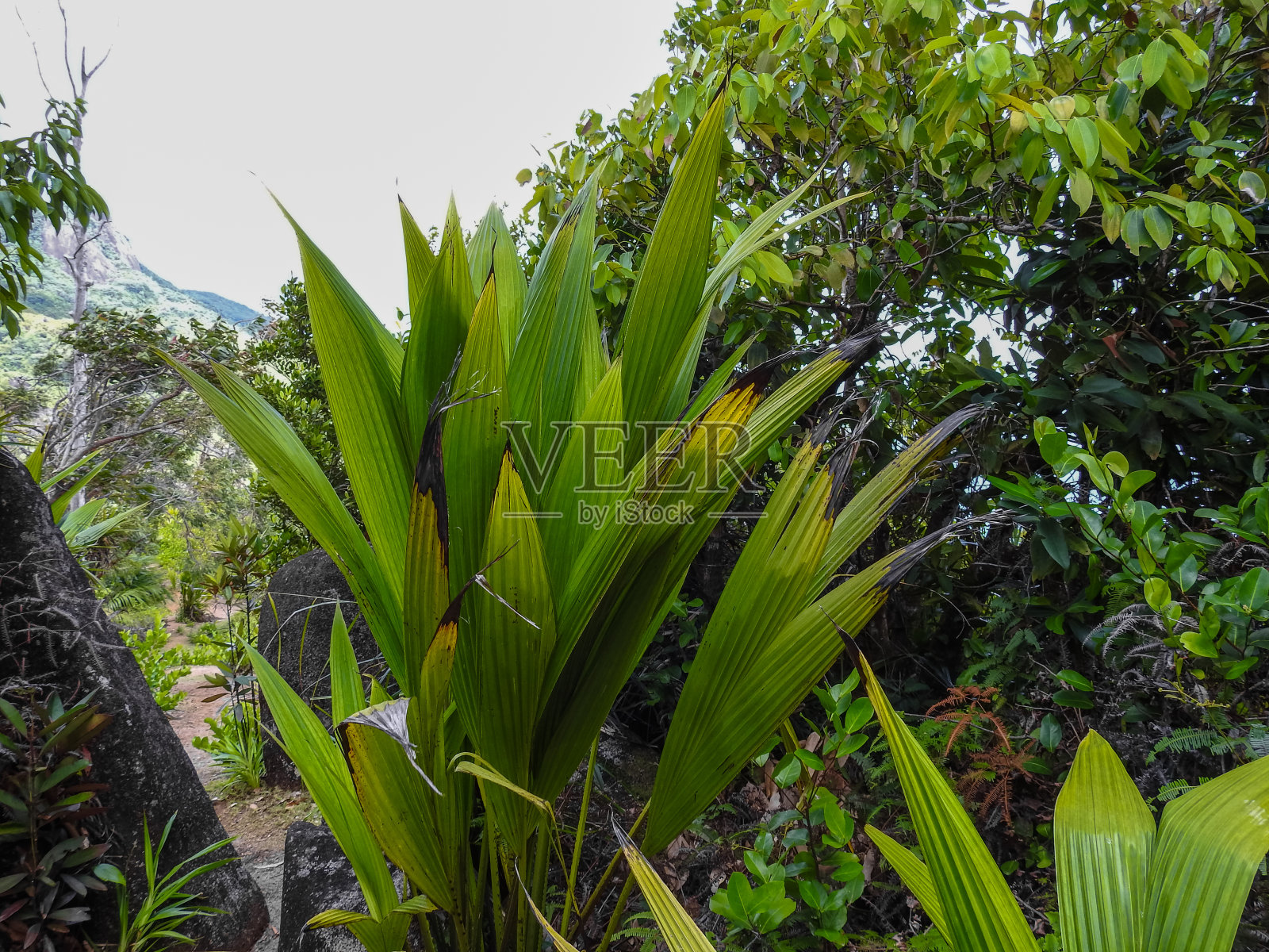 在加拉。塞舌尔丛林美景。马埃岛。非洲照片摄影图片