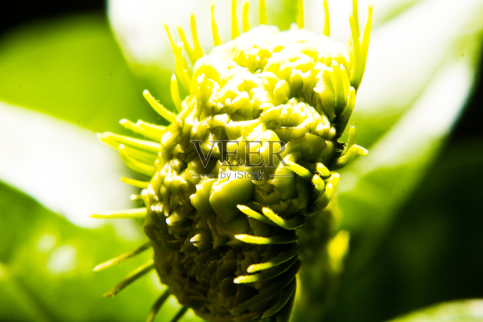 森林里有白色的花照片摄影图片