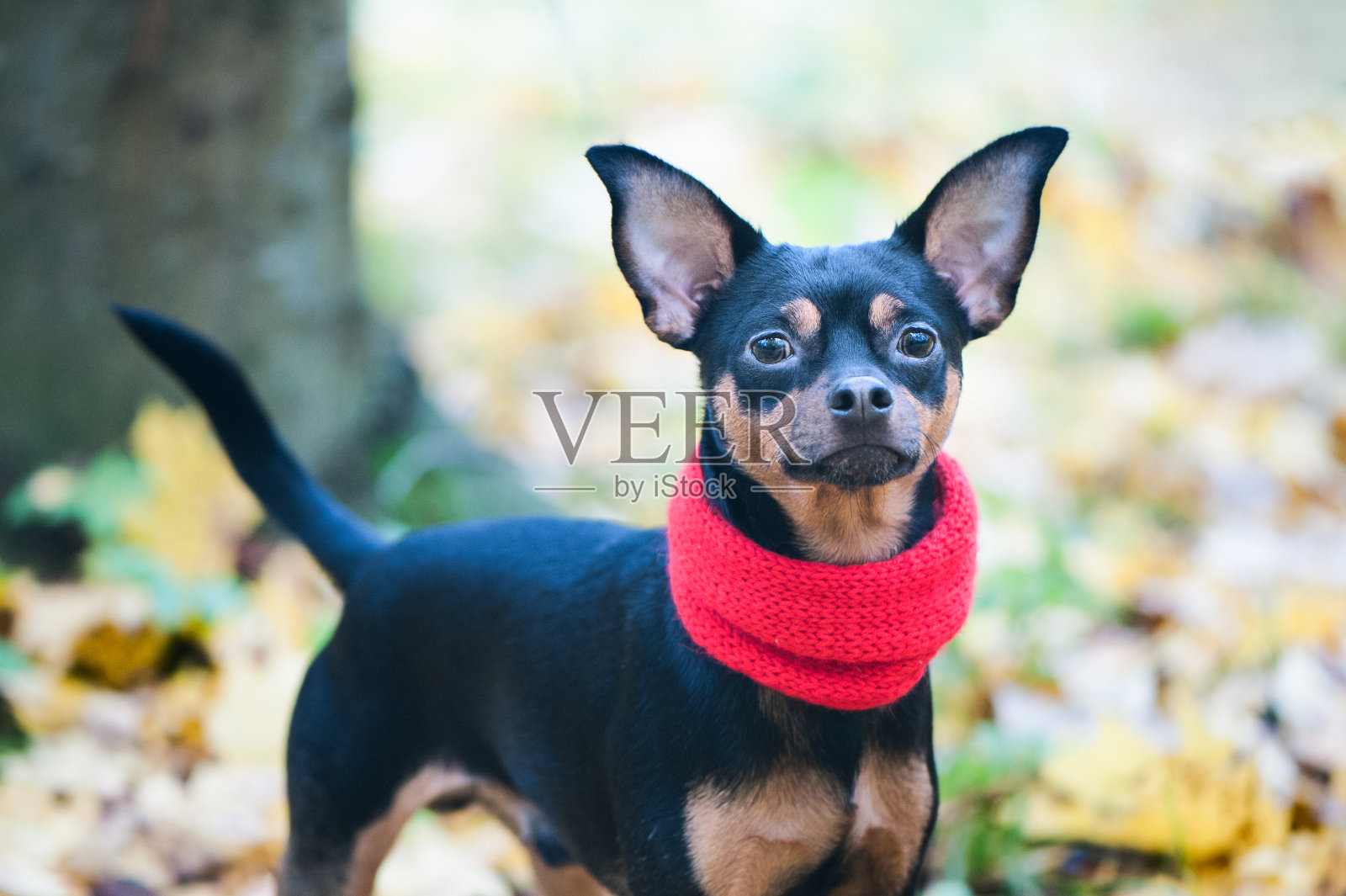 戴着围巾和帽子的狗在秋天的公园里。秋天的主题。有趣的小狗玩具小猎犬照片摄影图片