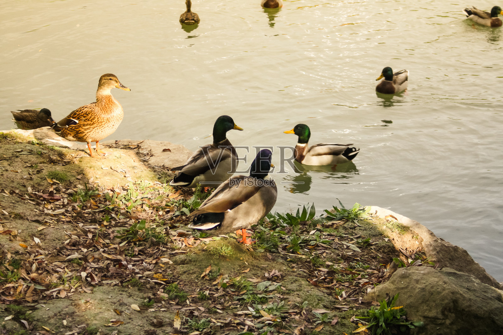 香槟乡村的野生动物照片摄影图片