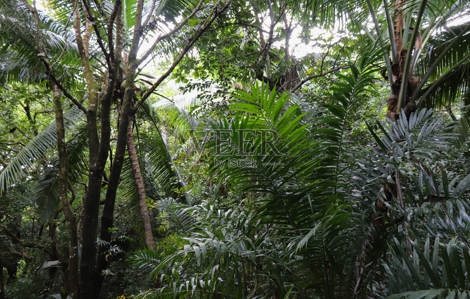 塞舌尔的丛林。马埃岛照片摄影图片