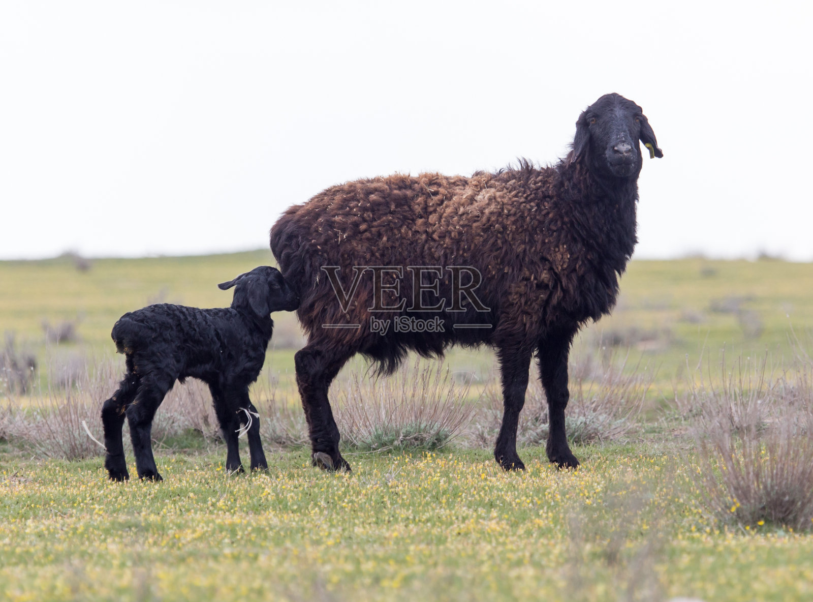 牧场上的绵羊照片摄影图片