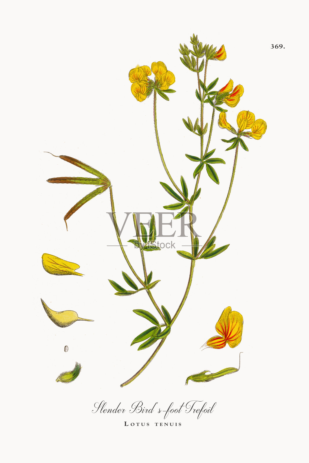 细长的鸟脚三叶，莲花，维多利亚植物学插图，1863年设计元素图片