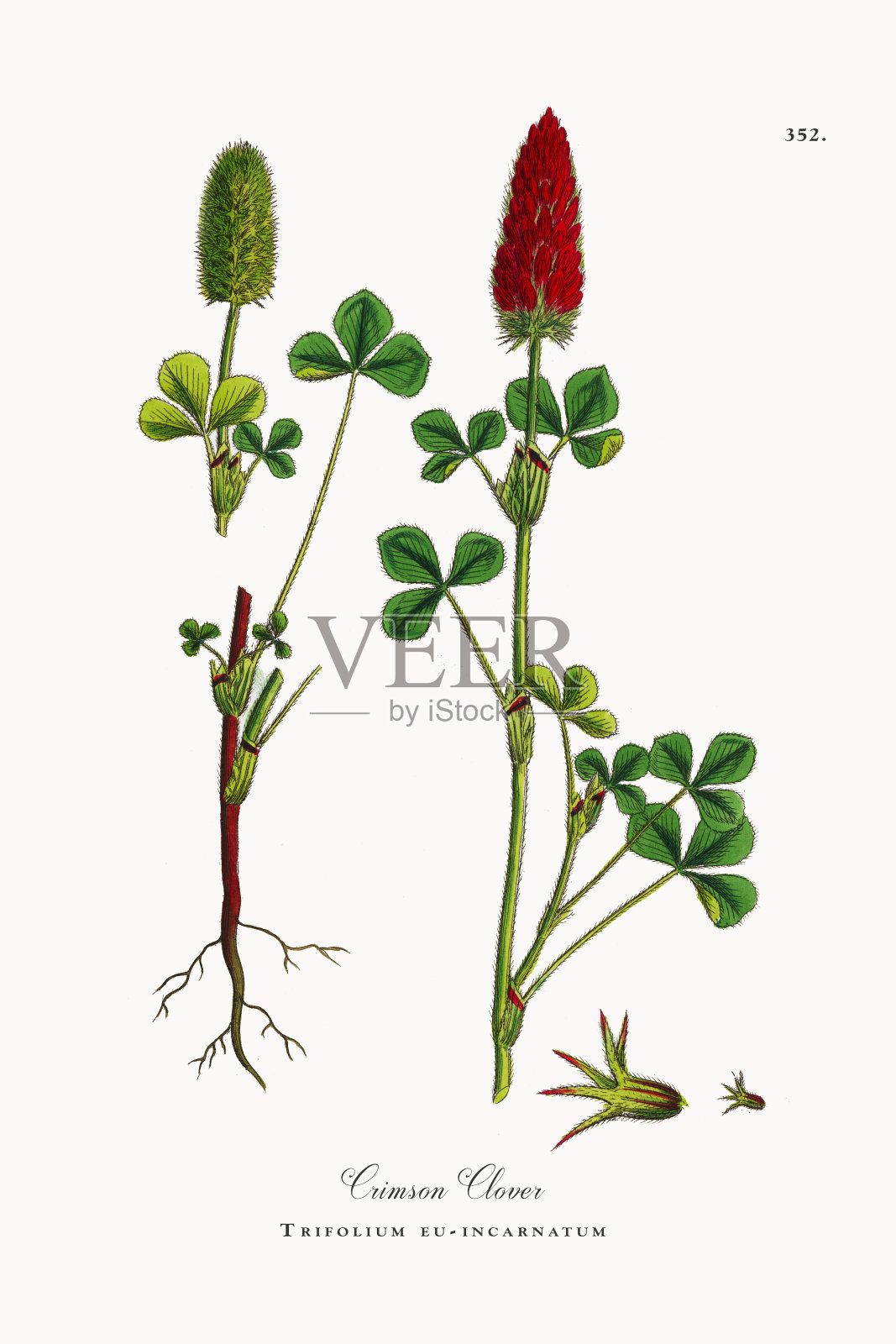 深红三叶草，三叶草，维多利亚植物学插图，1863年插画图片素材
