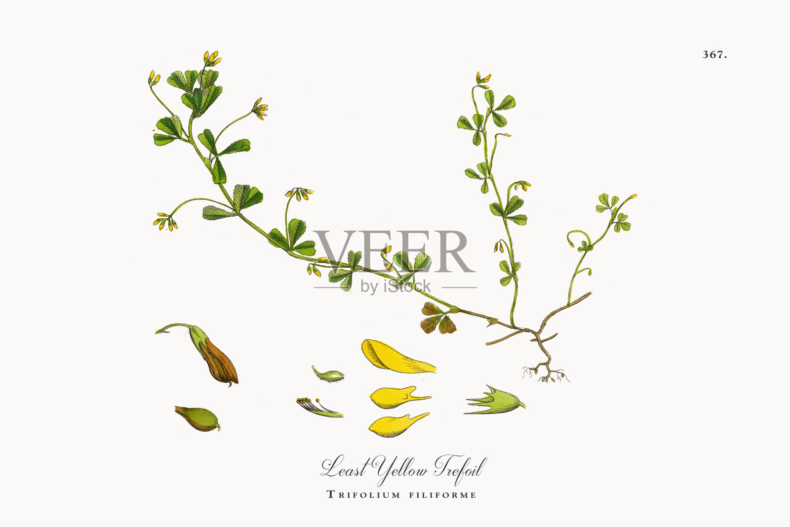 最少黄色三叶，三叶车轴草，维多利亚植物学插图，1863年插画图片素材