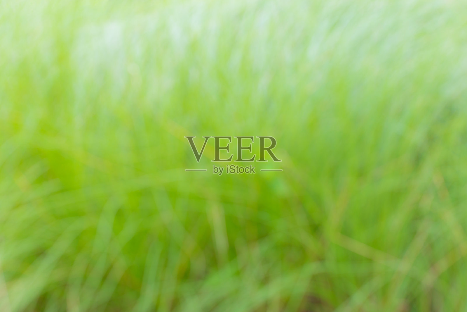 背景概念，抽象模糊绿色花和蓝色照片摄影图片