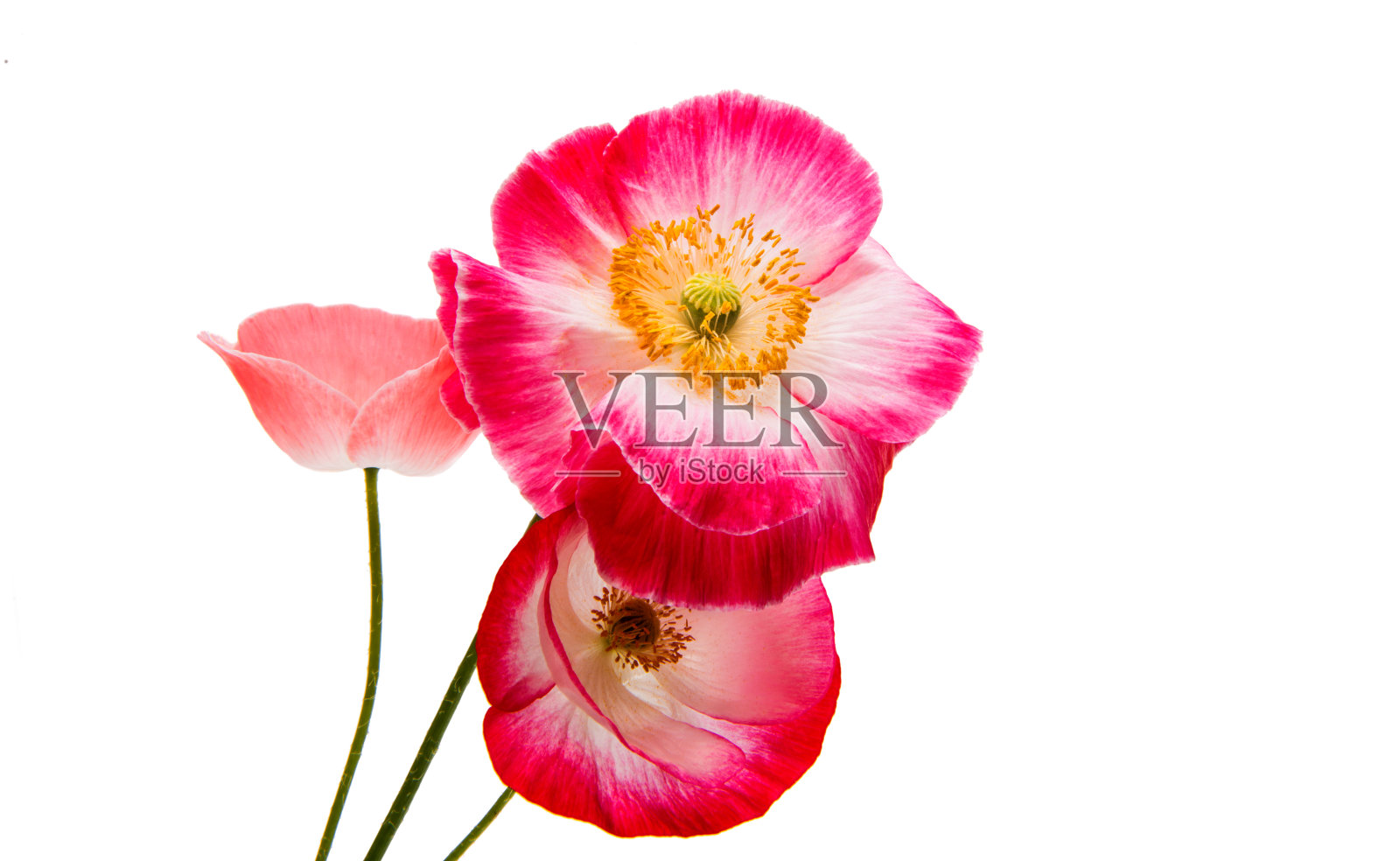 红罂粟孤立照片摄影图片