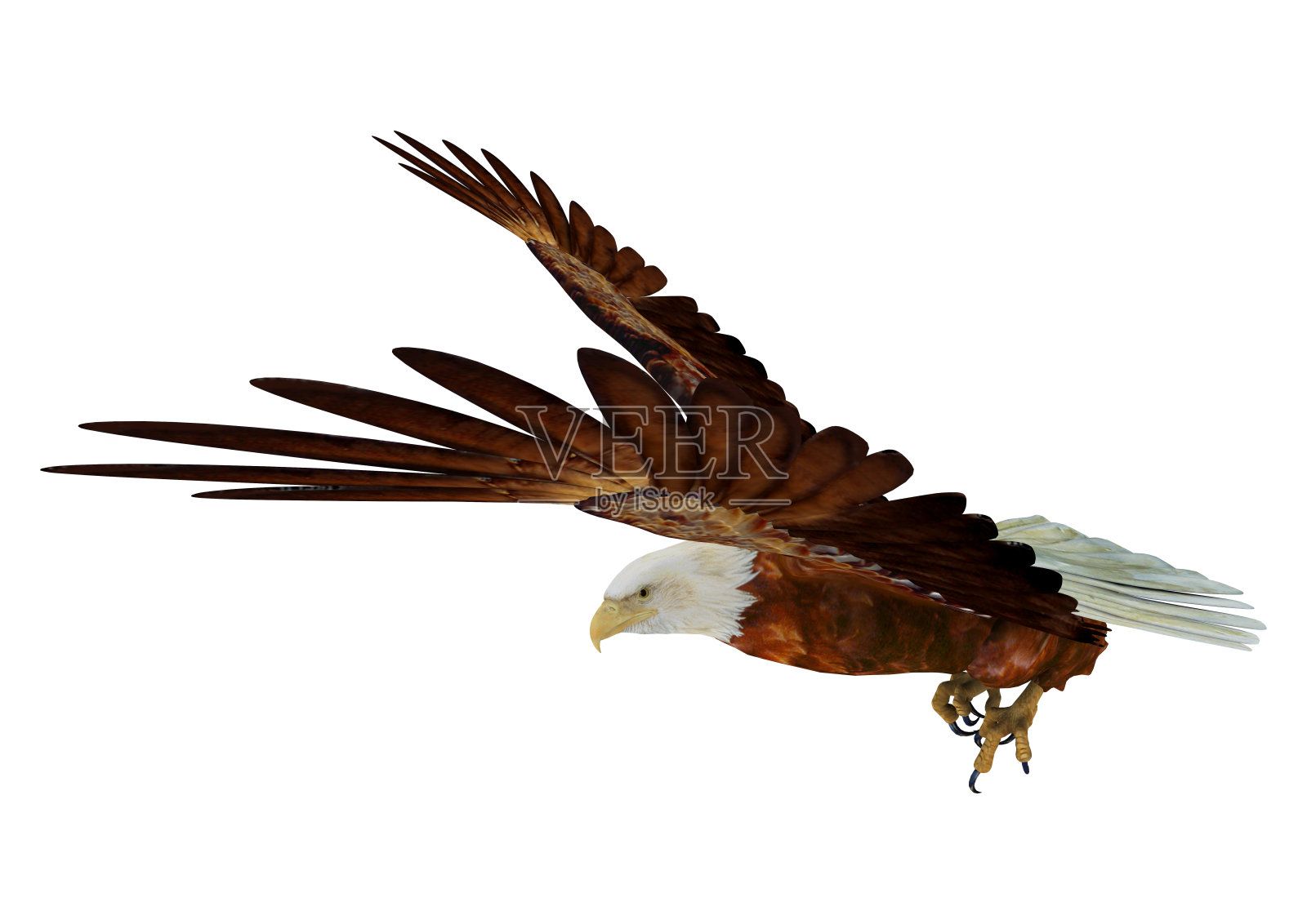 3D渲染白头鹰照片摄影图片