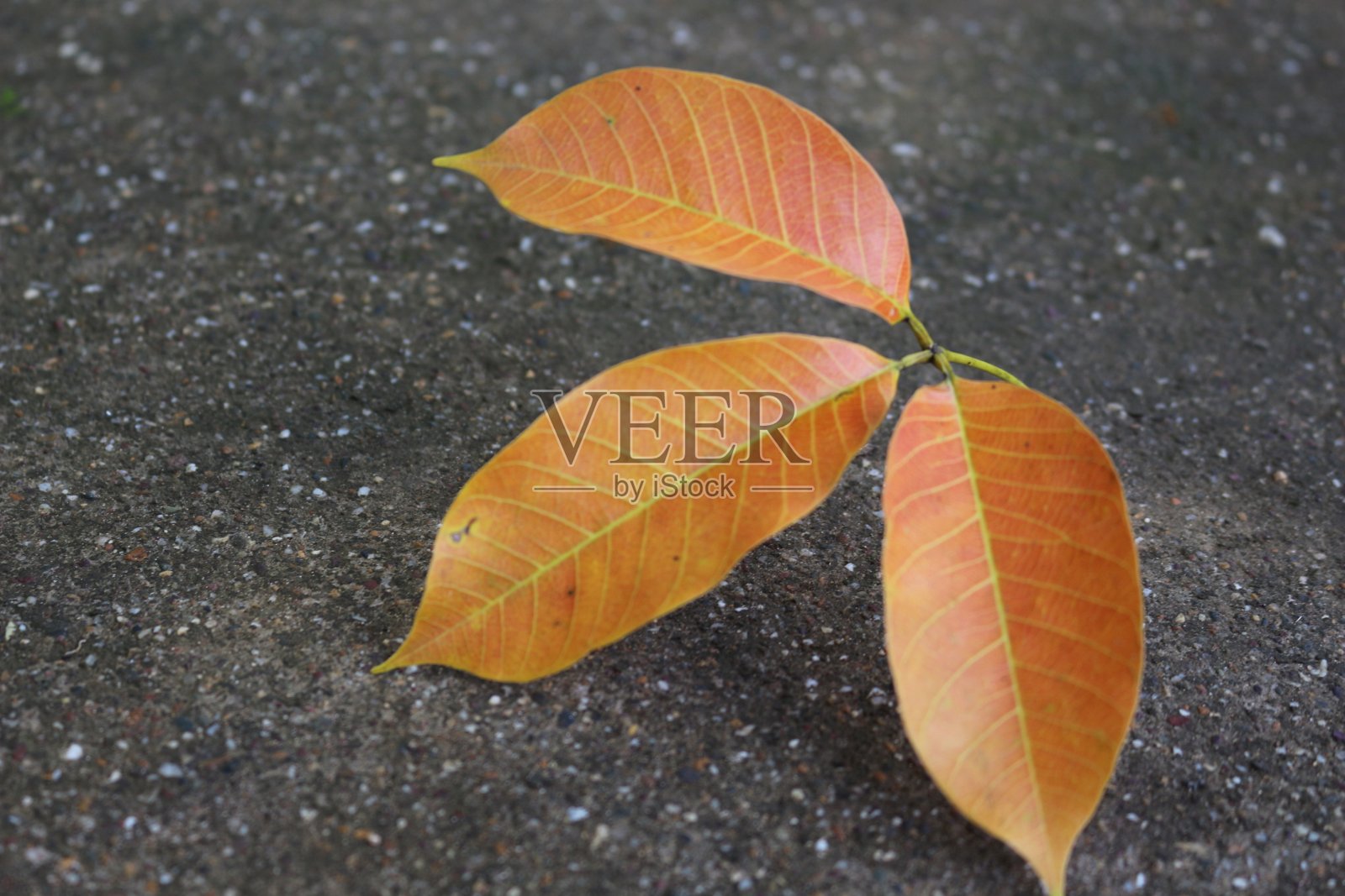 一片秋叶照片摄影图片