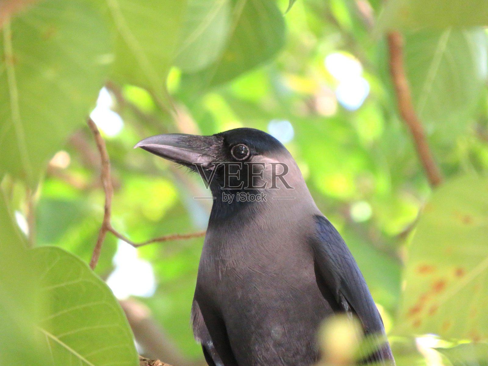 真正的美国乌鸦或称为短喙鸦近距离观察照片摄影图片