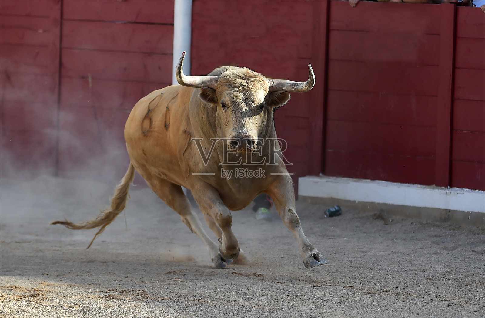 牛照片摄影图片