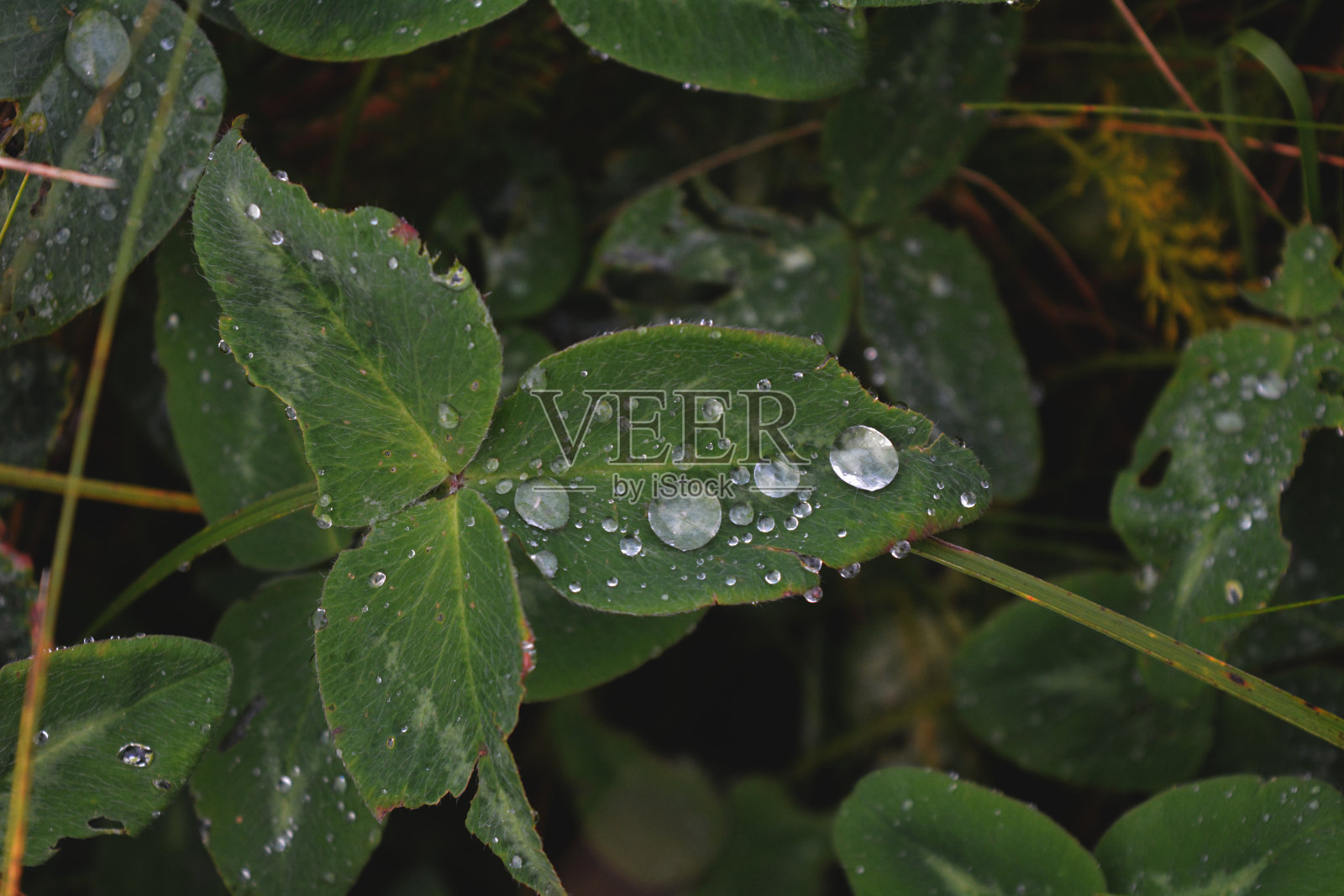 早上滴照片摄影图片