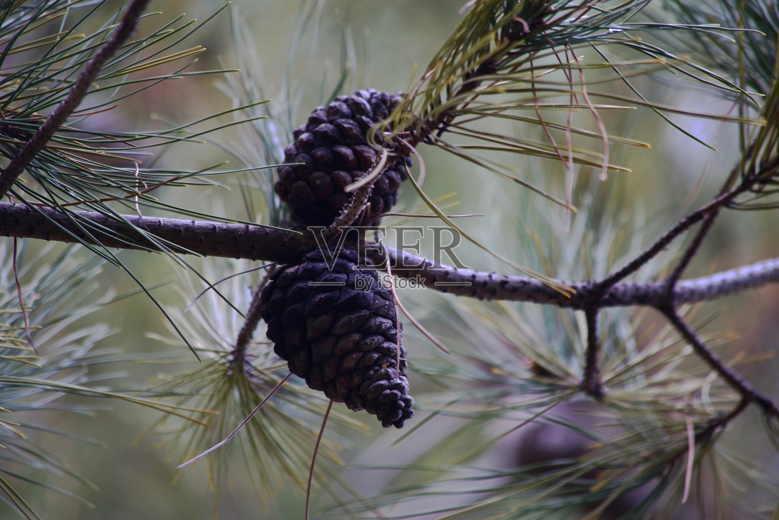 松果照片摄影图片